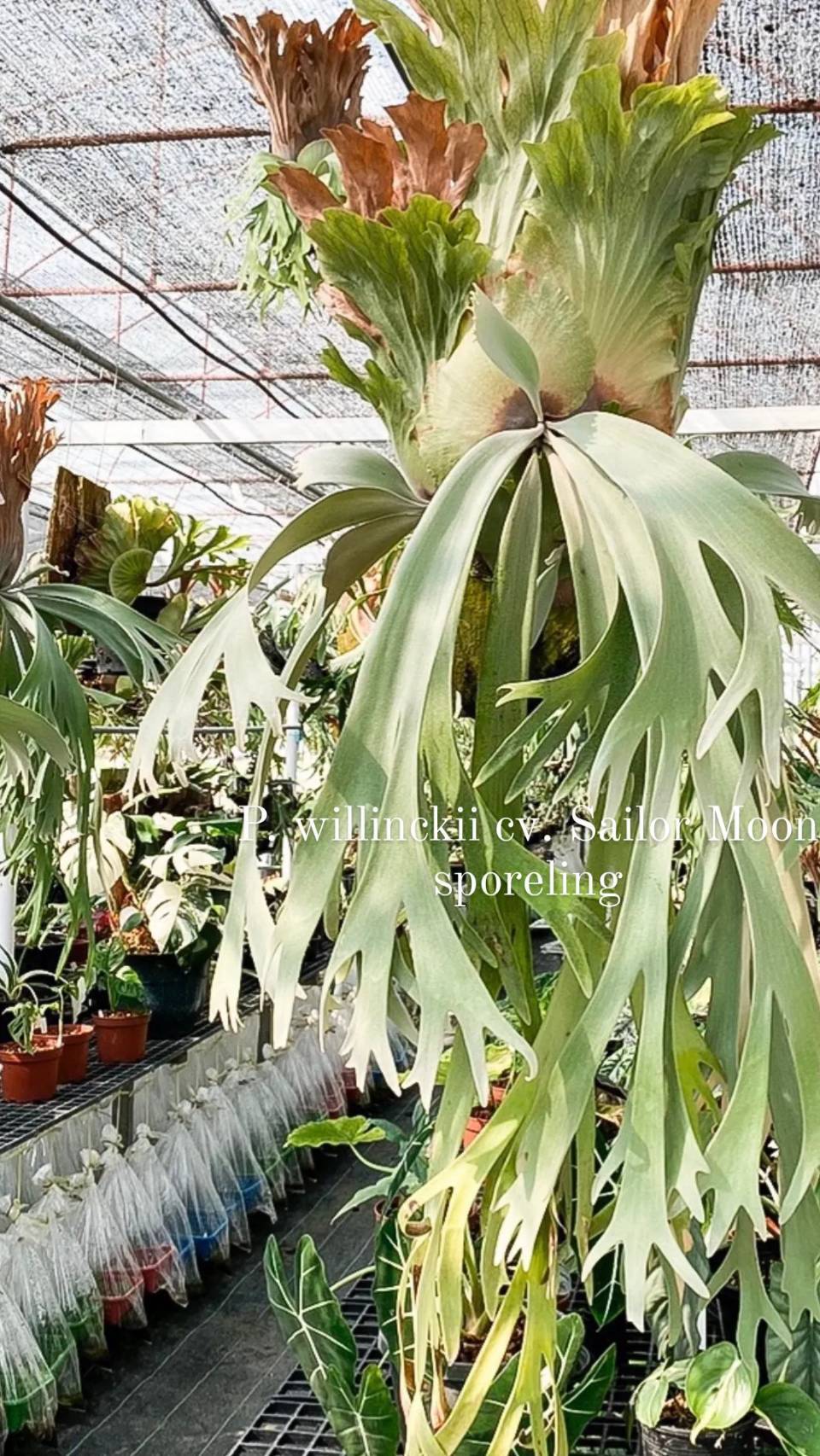 P. veitchii Auburn River, P. willinckii cv. Sailor Moon Select