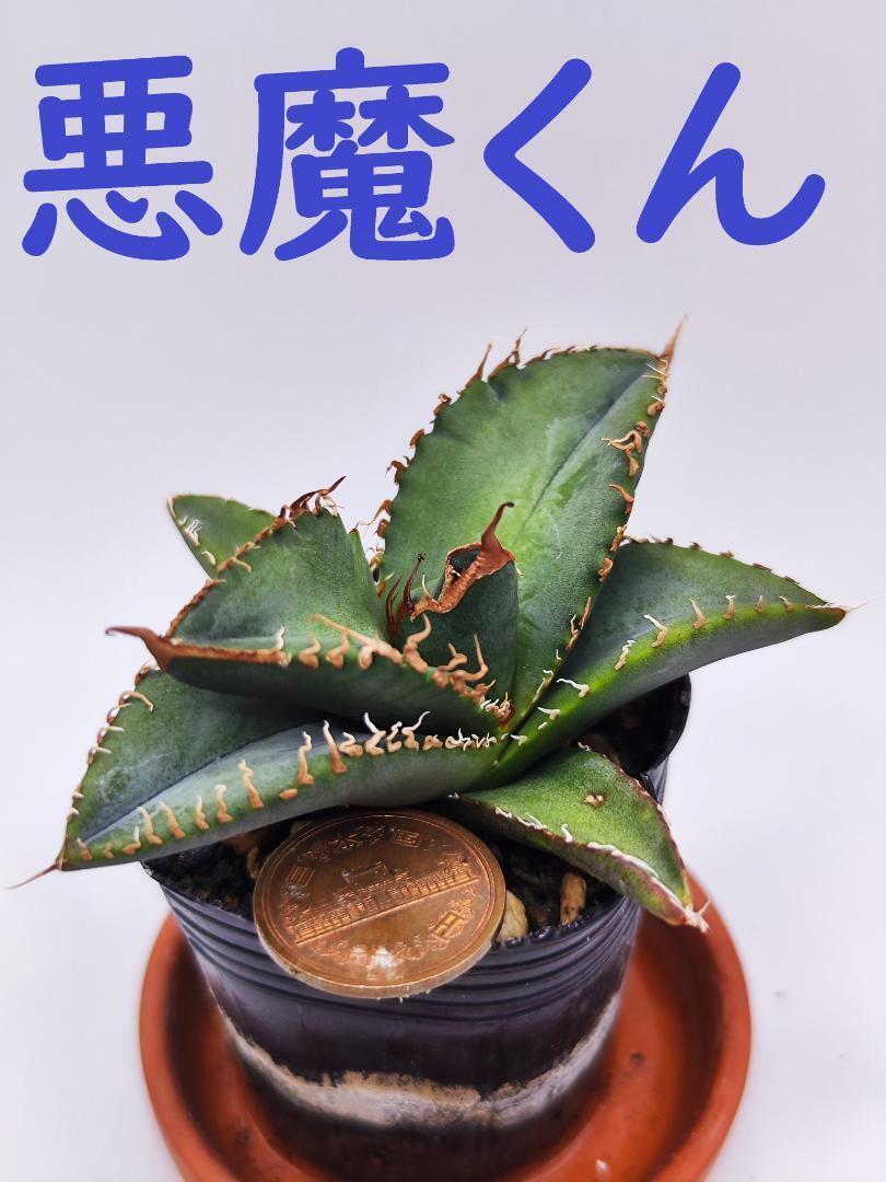 チタノタ「Sicilia産 悪魔くん Medusa 惡魔」大きめ株 チタノタ