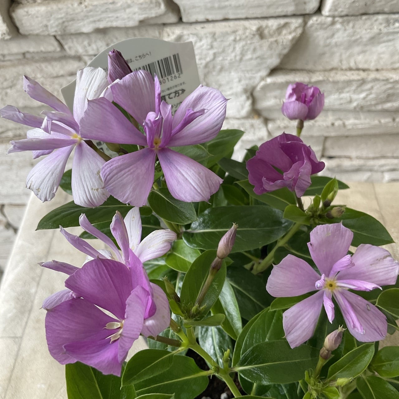 八重咲き ニチニチソウ サニープリンセス ブルー 3.5寸ポット | 橋本