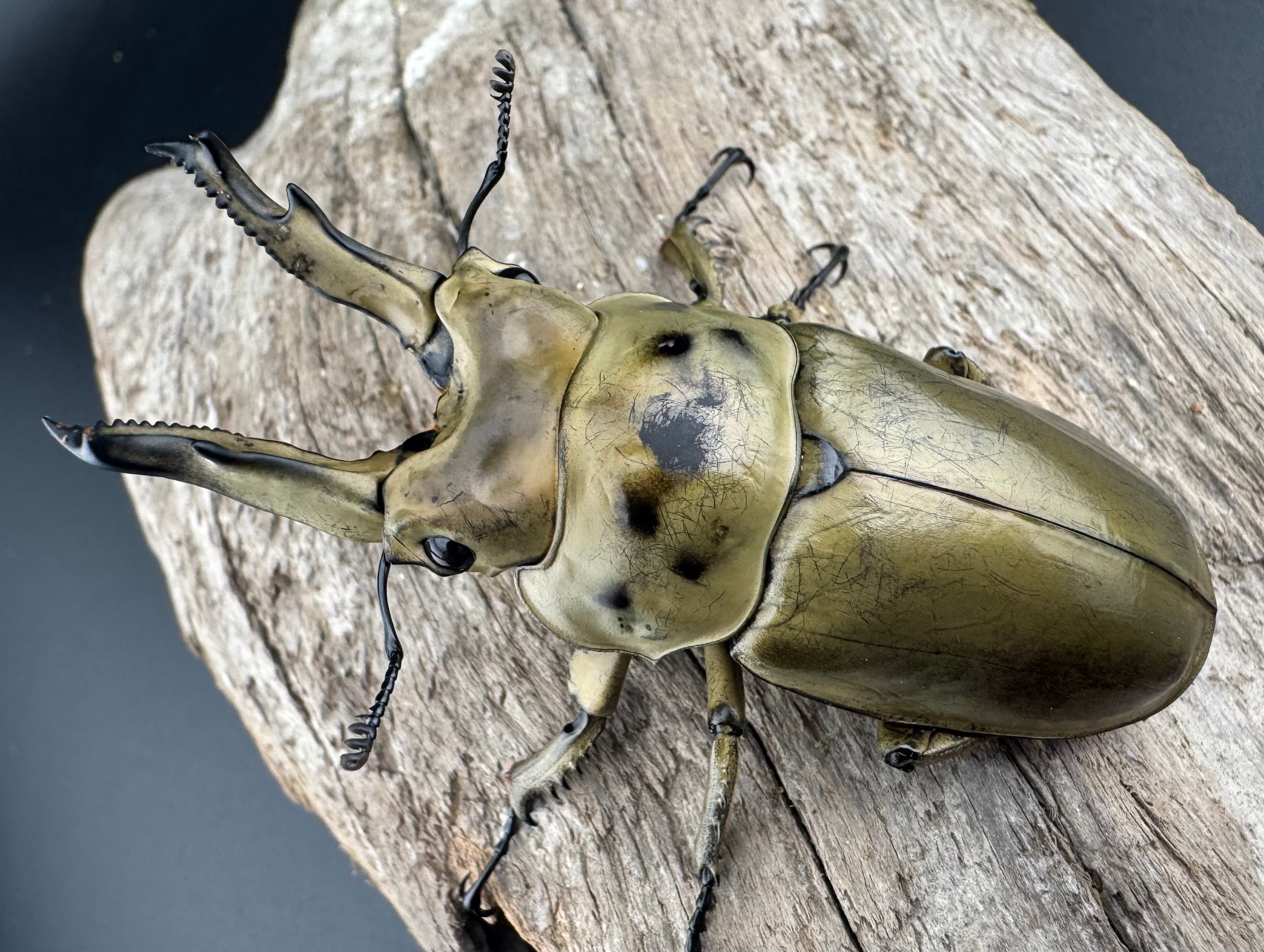 WD】《モセリオウゴンオニクワガタ ゲンティンハイランド産 70mm ペア