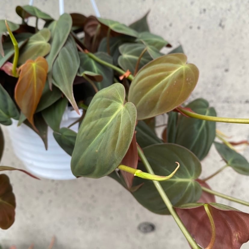 フィロデンドロン『ミカンス』 | Planet Plants プラネットプランツ