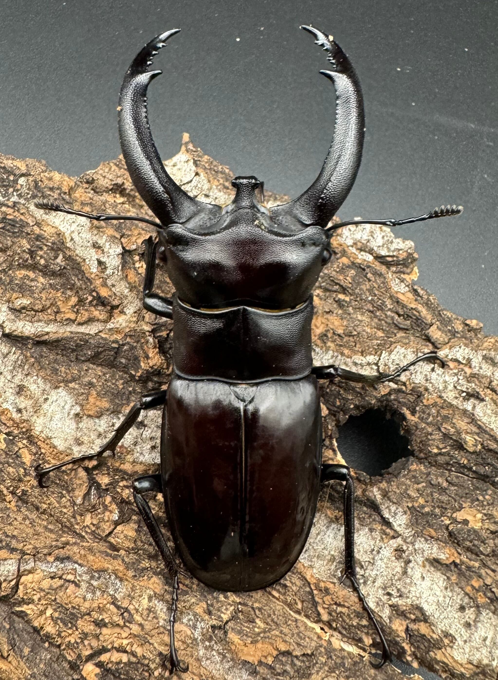 WD】《リノケロスフタマタクワガタ 87mm ペア》 | KPW公式オンライン