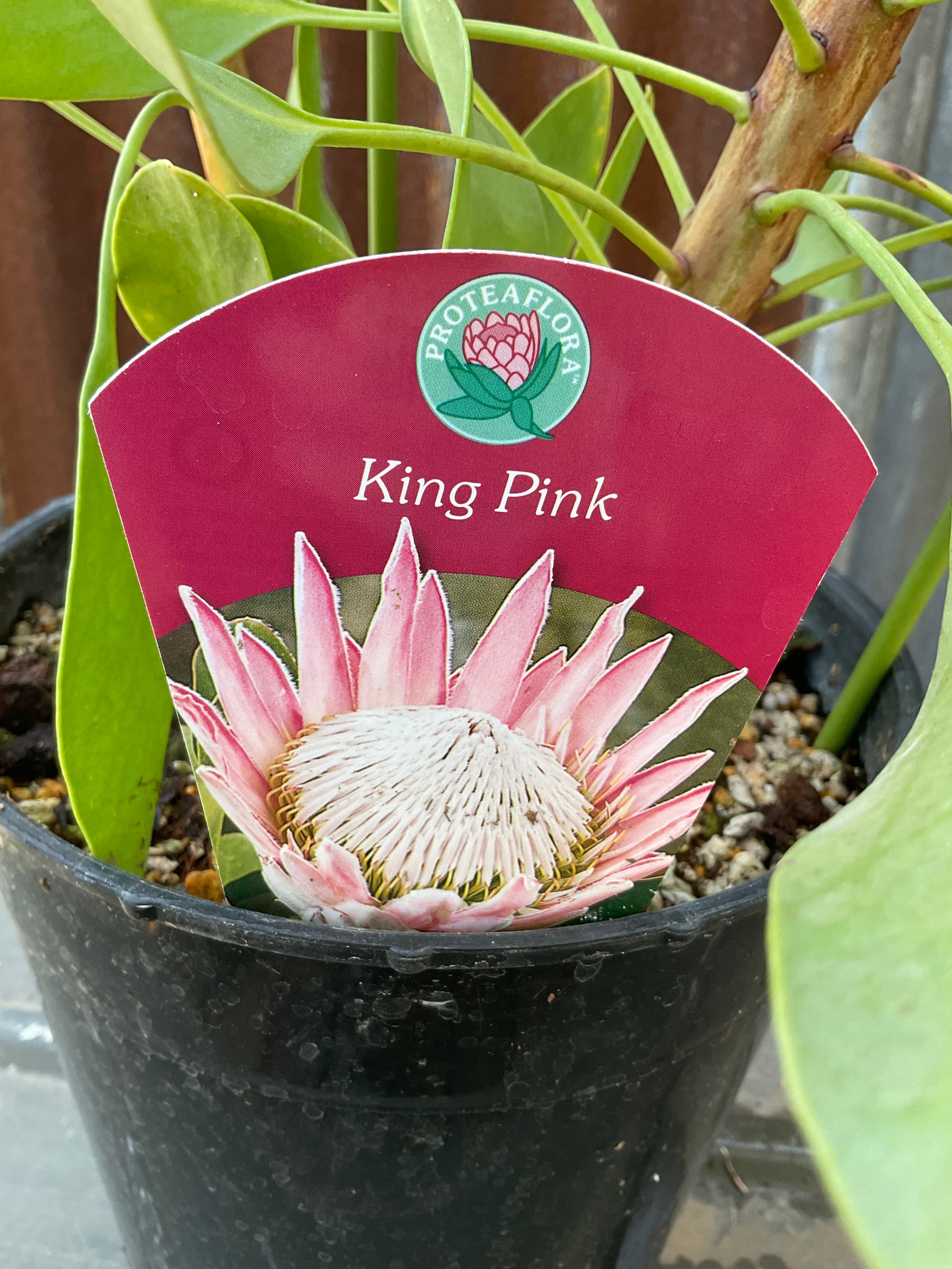 プロテア キングピンク | 沼ノ上農園