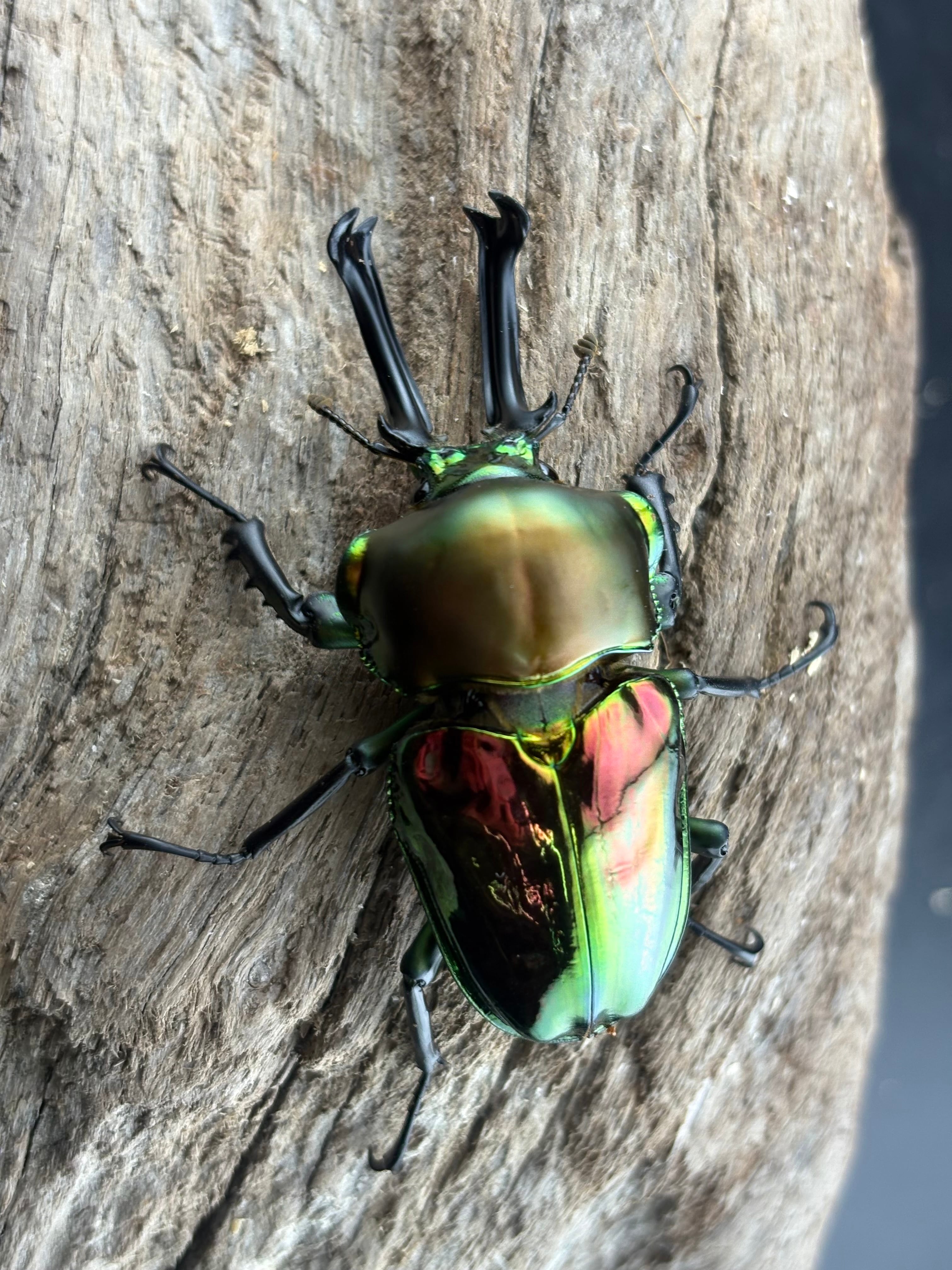 ニジイロクワガタ 57〜60mm ペア》むし岡だいき氏委託個体 | KPW公式