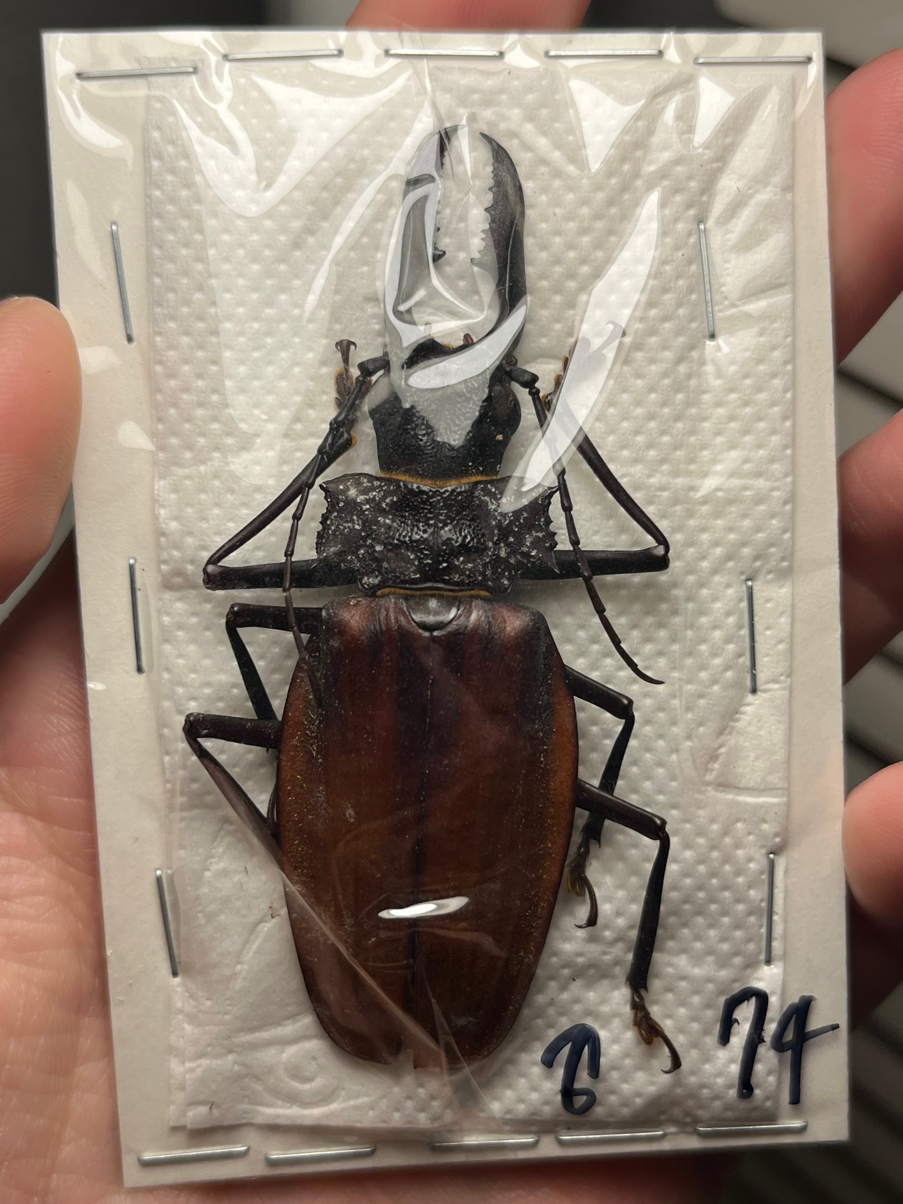 天牛 | オモニキチュウ