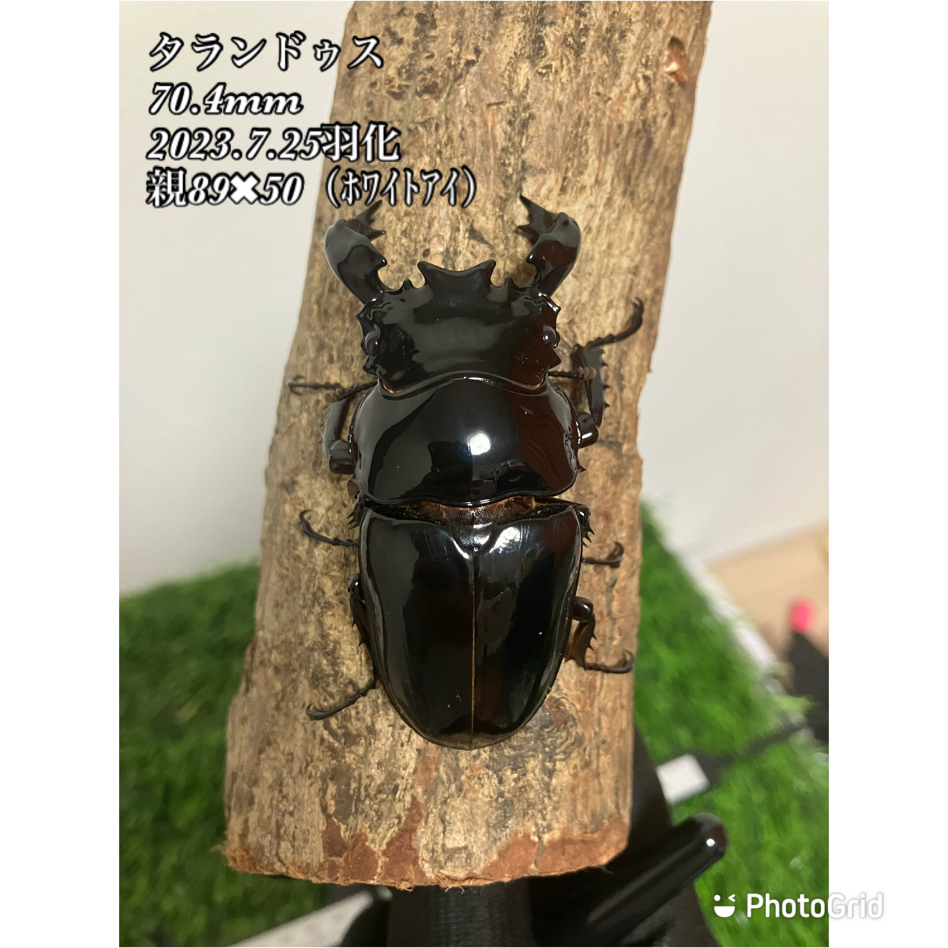 タランドゥスオオツヤクワガタ ペア【親89mm】 | カブトムシ・クワガタ