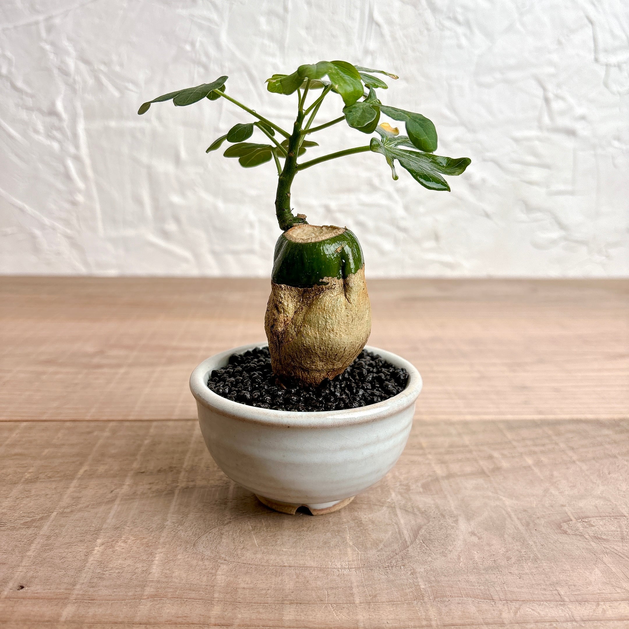 アデニアグラウカ (小) [塊根植物 多肉植物] | yu25plants