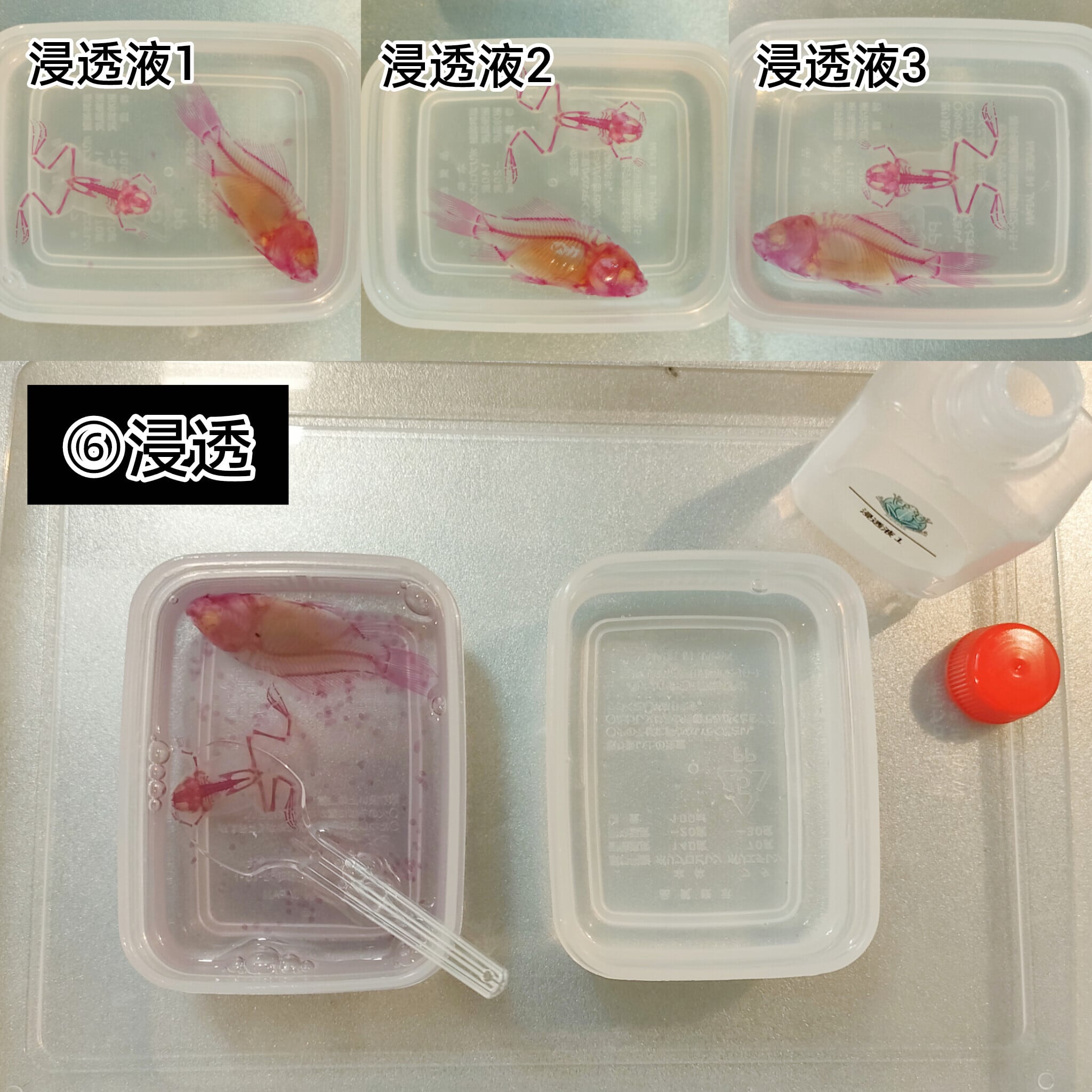 透明標本作製キット】(上級)全20点 | Pay ID