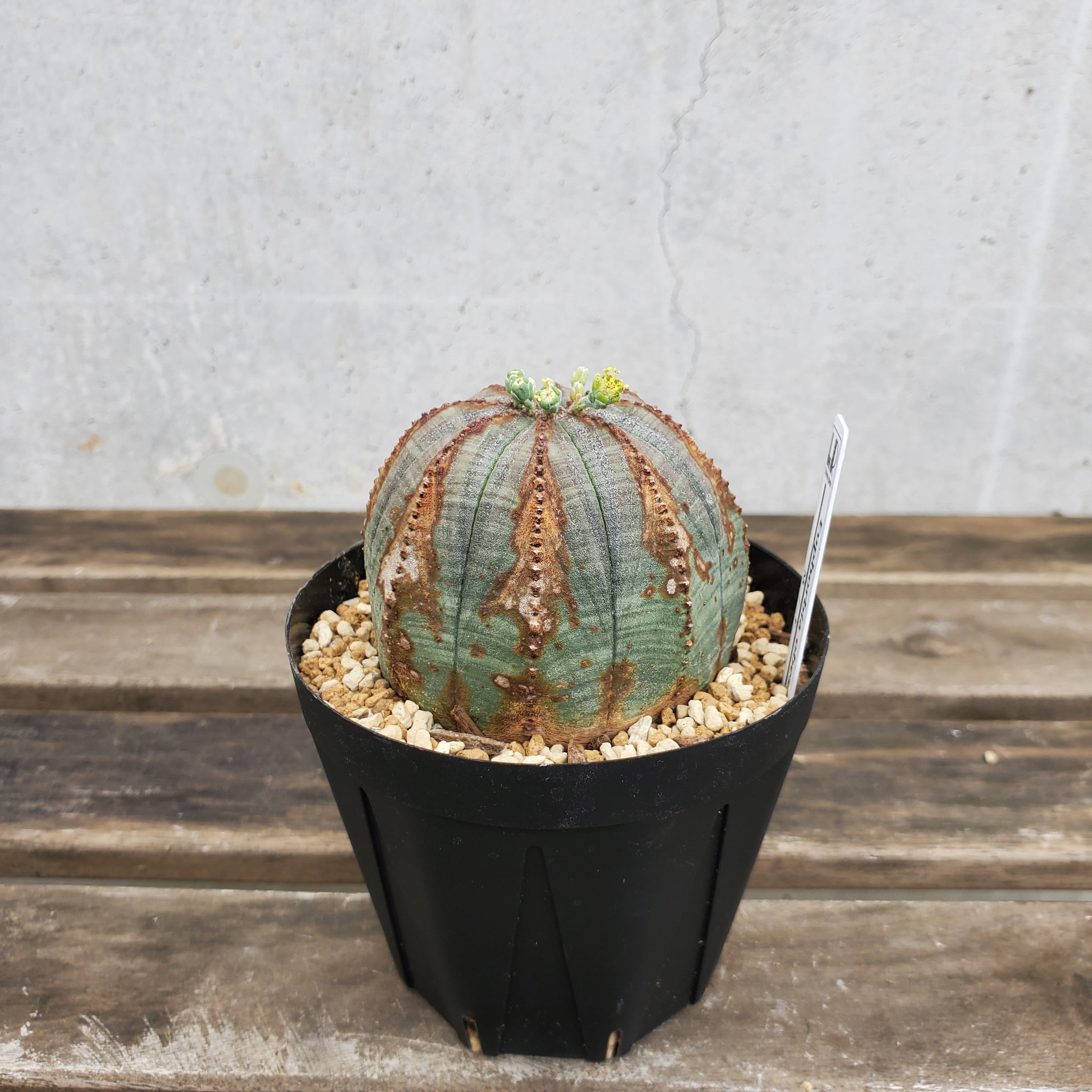 木質化】Euphorbia obesa ユーフォルビア オベサ | Libaran_Plants