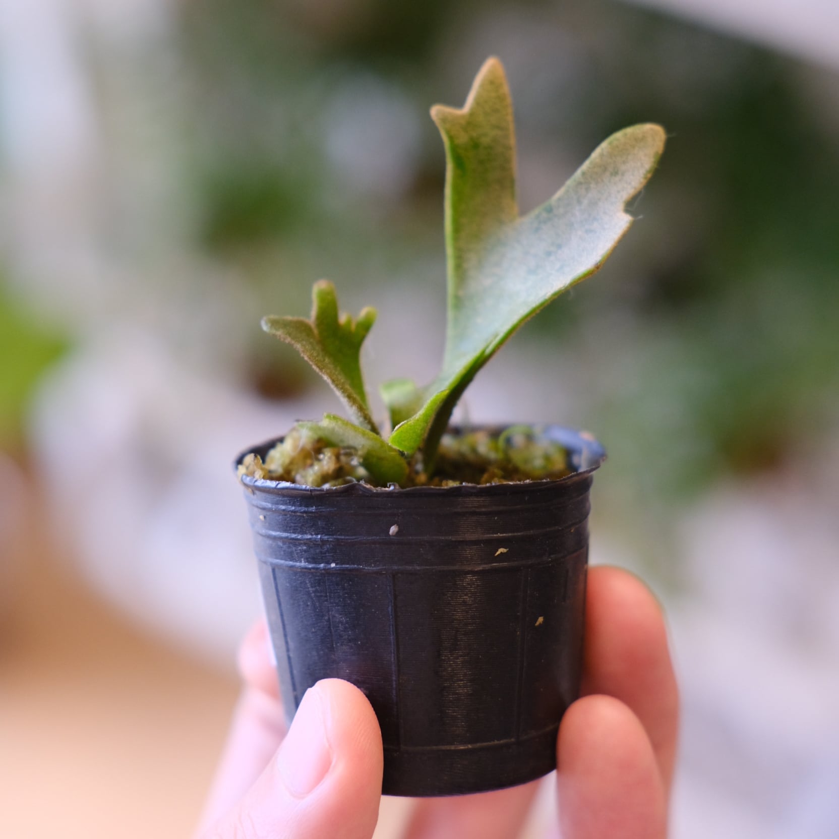 P.willinckii 'Bacteria' / ビカクシダ ウィリンキー バクテリア②