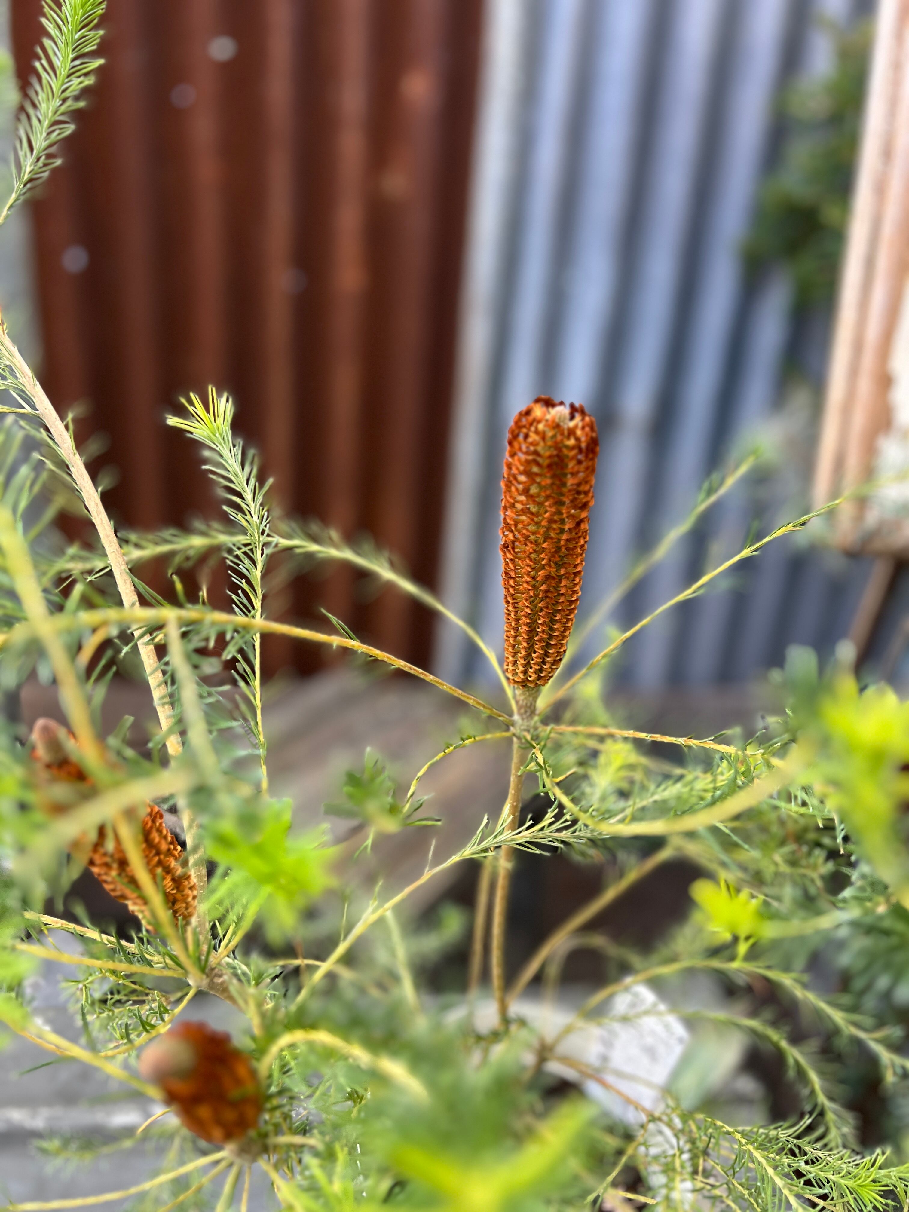 ヒースバンクシア④ | 沼ノ上農園