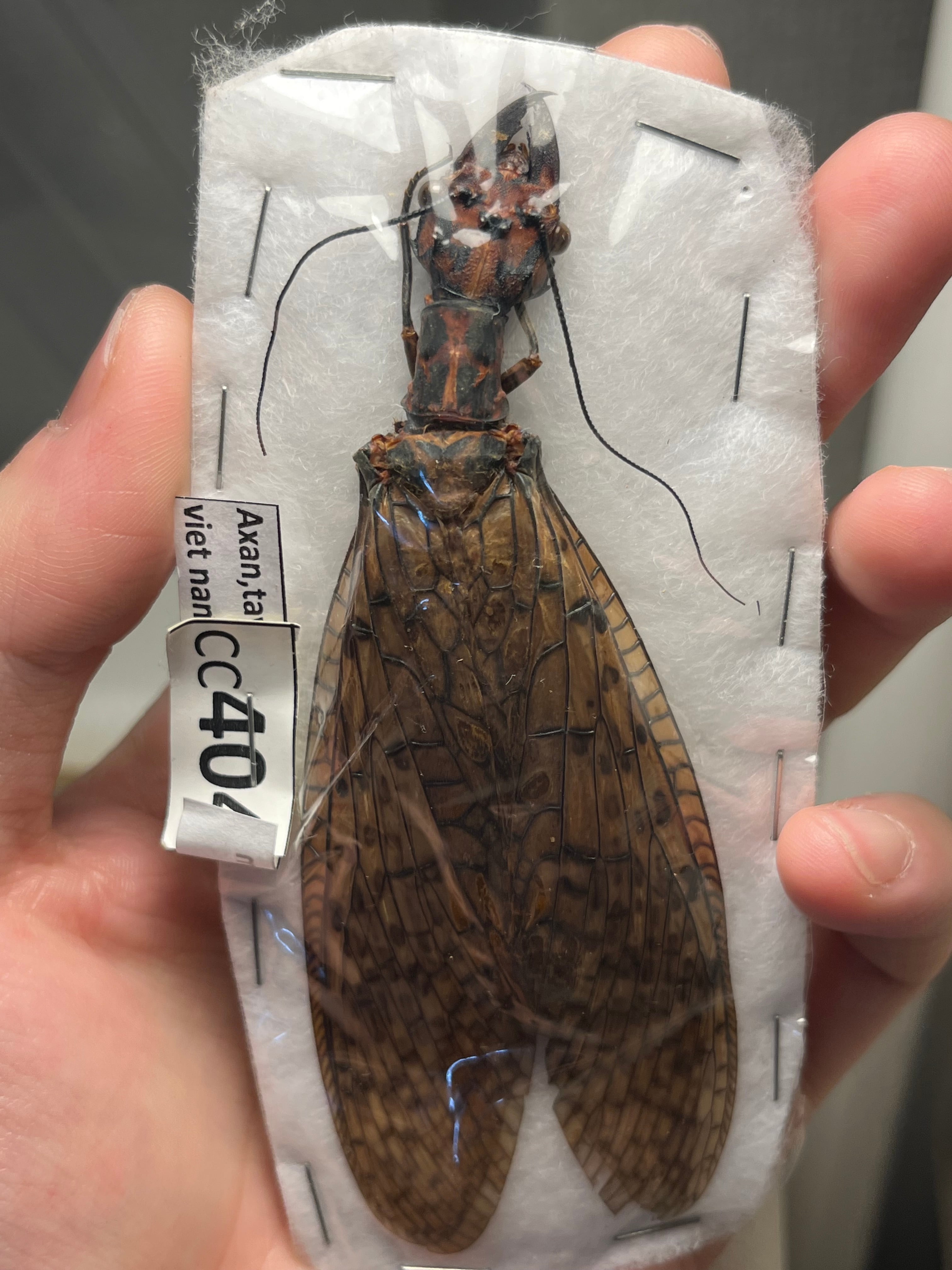 特大】オオキバヘビトンボ オオアゴヘビトンボ 昆虫標本 標本