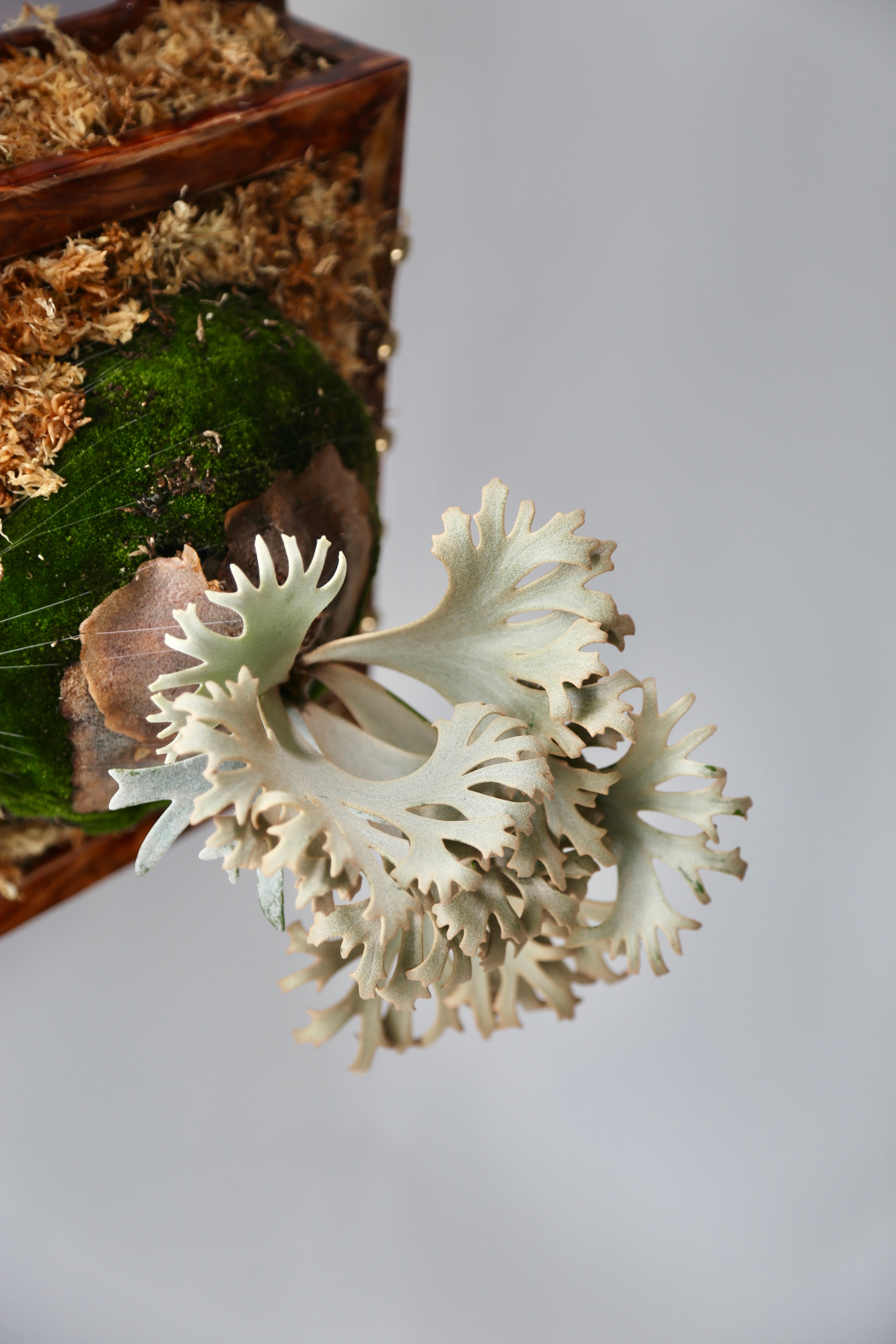 P.Willinckii Jenny Pups | Pay ID