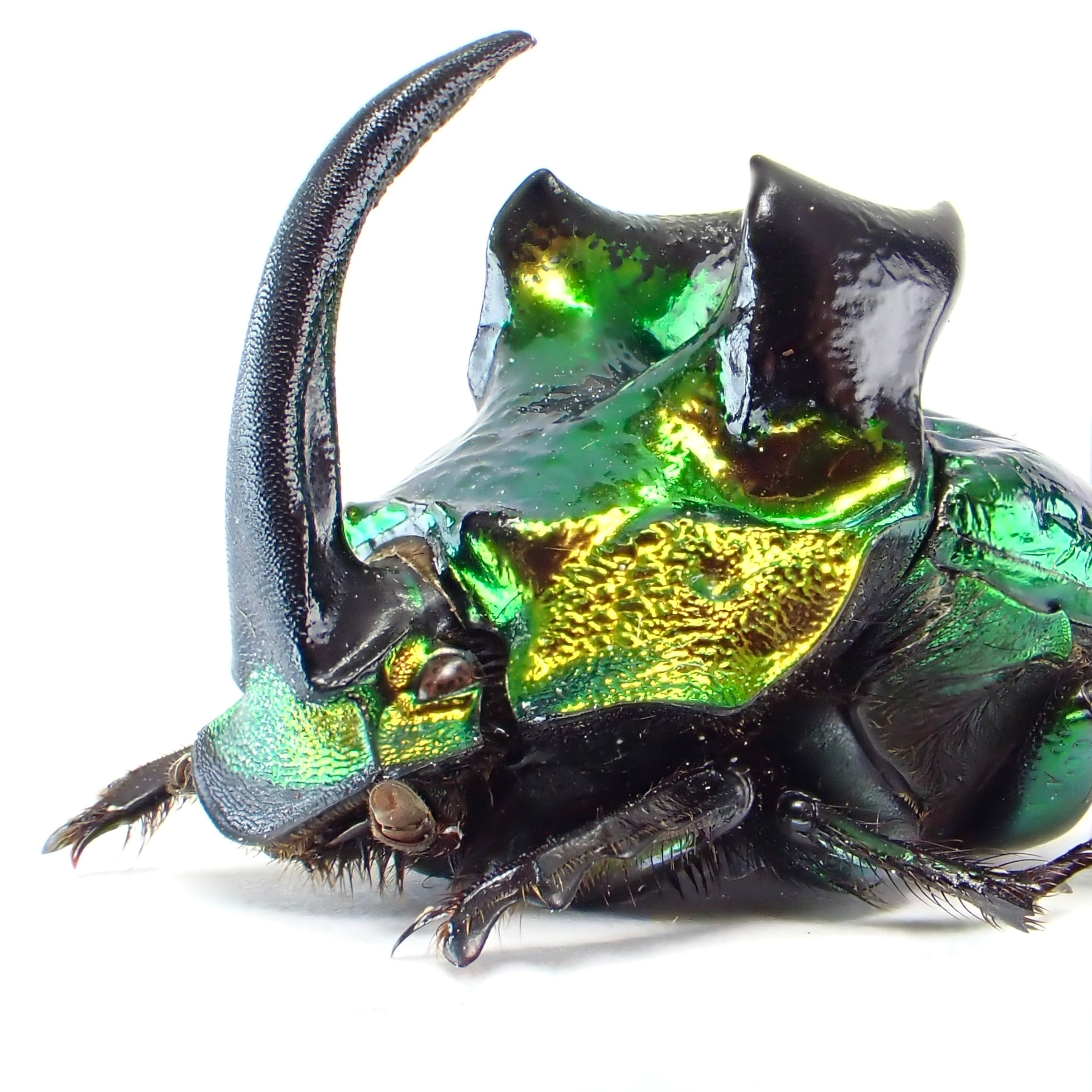 ニジダイコクの仲間 | 昆虫標本 Diggers & Rollers