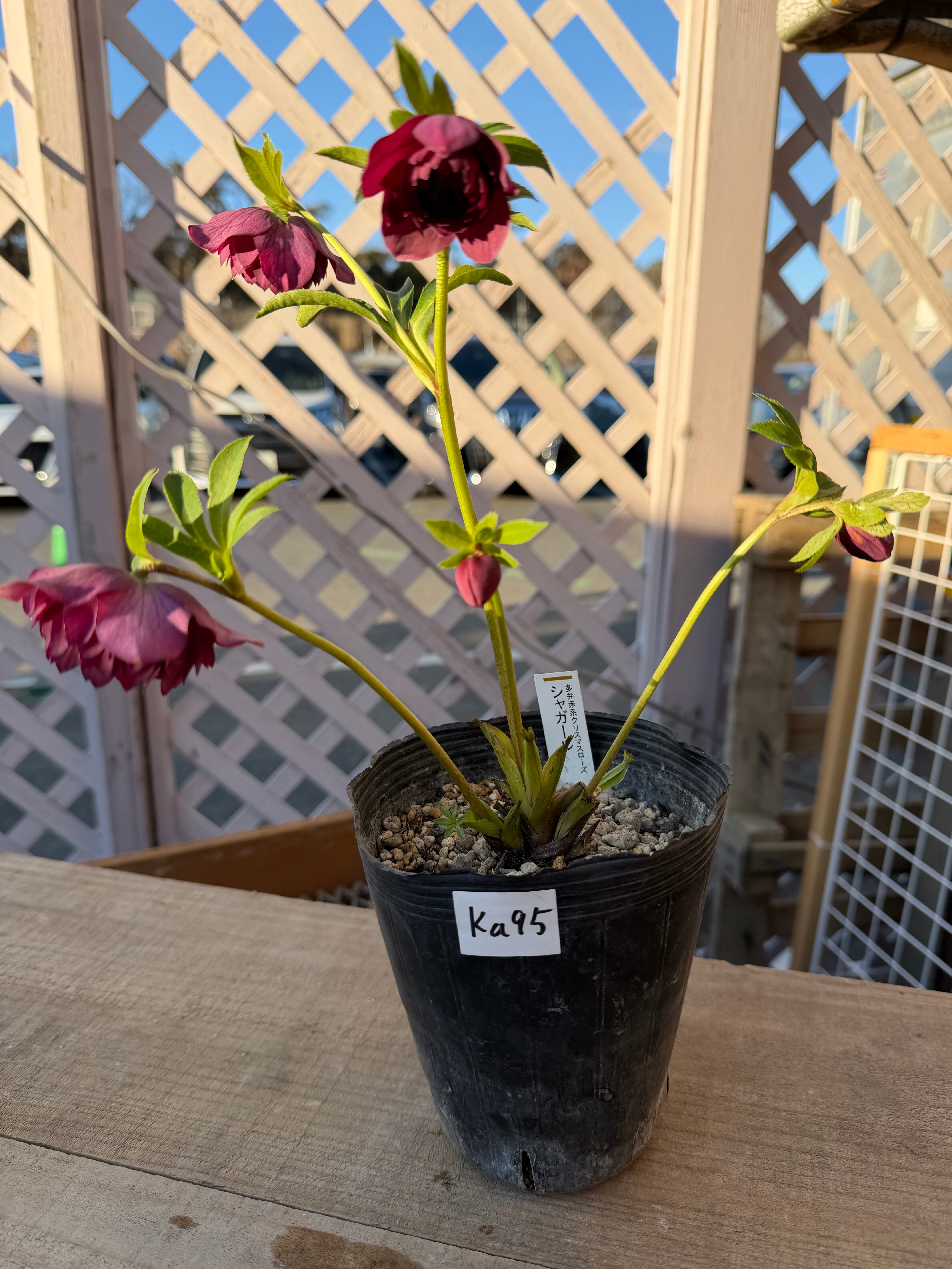 クリスマスローズ 認定シャガールレッド多弁 加藤農園 クリスマス