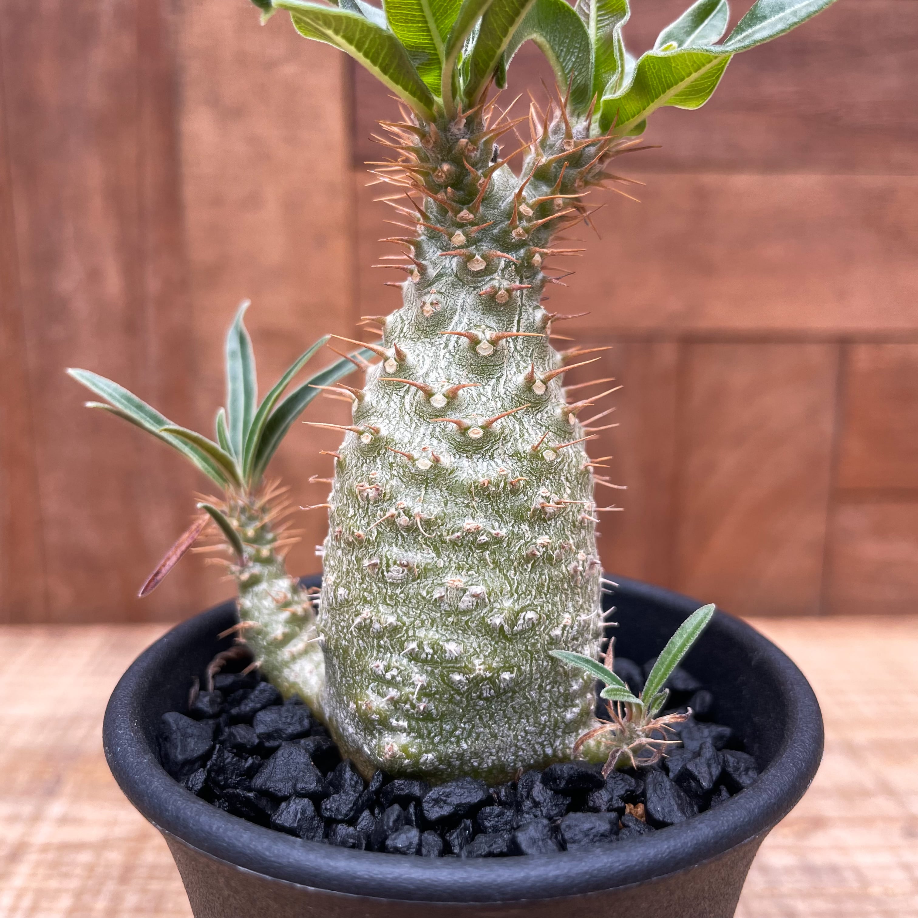 パキポディウム グラキリス 現地球 発根済み 塊根植物 多肉 【公式通販】