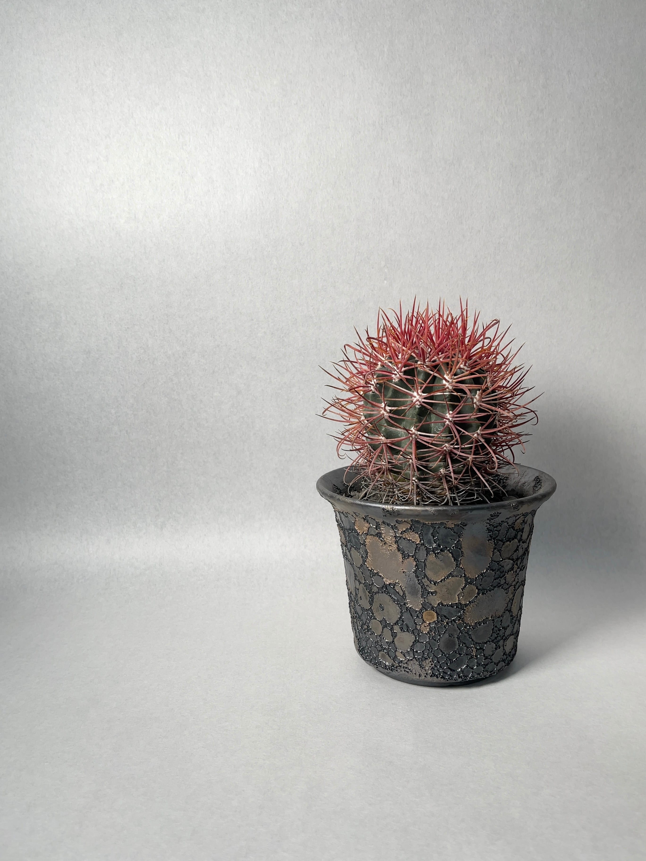 中川智治×trigger】赤刺金冠竜 | trigger