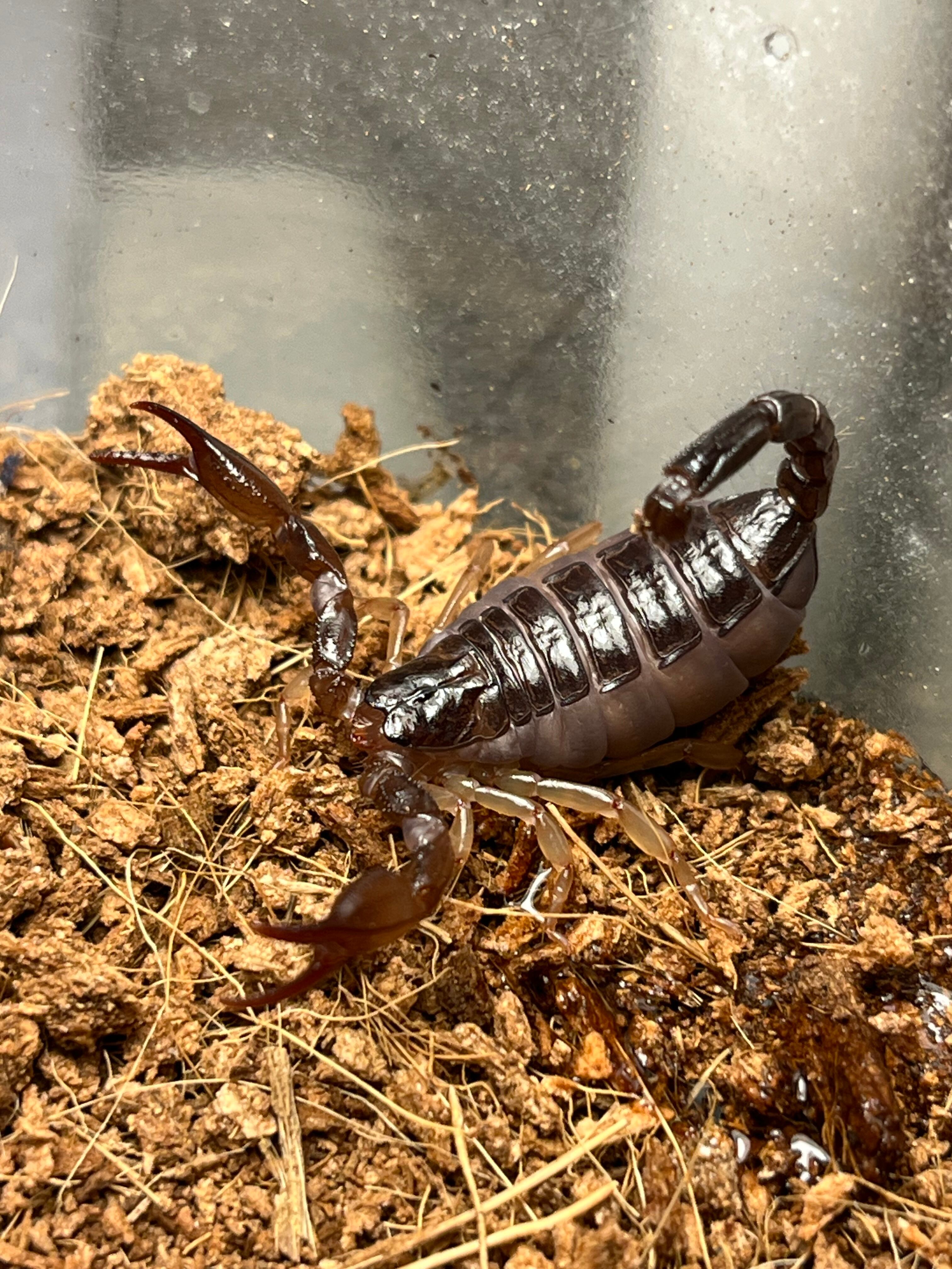 サソリ | オモニキチュウ