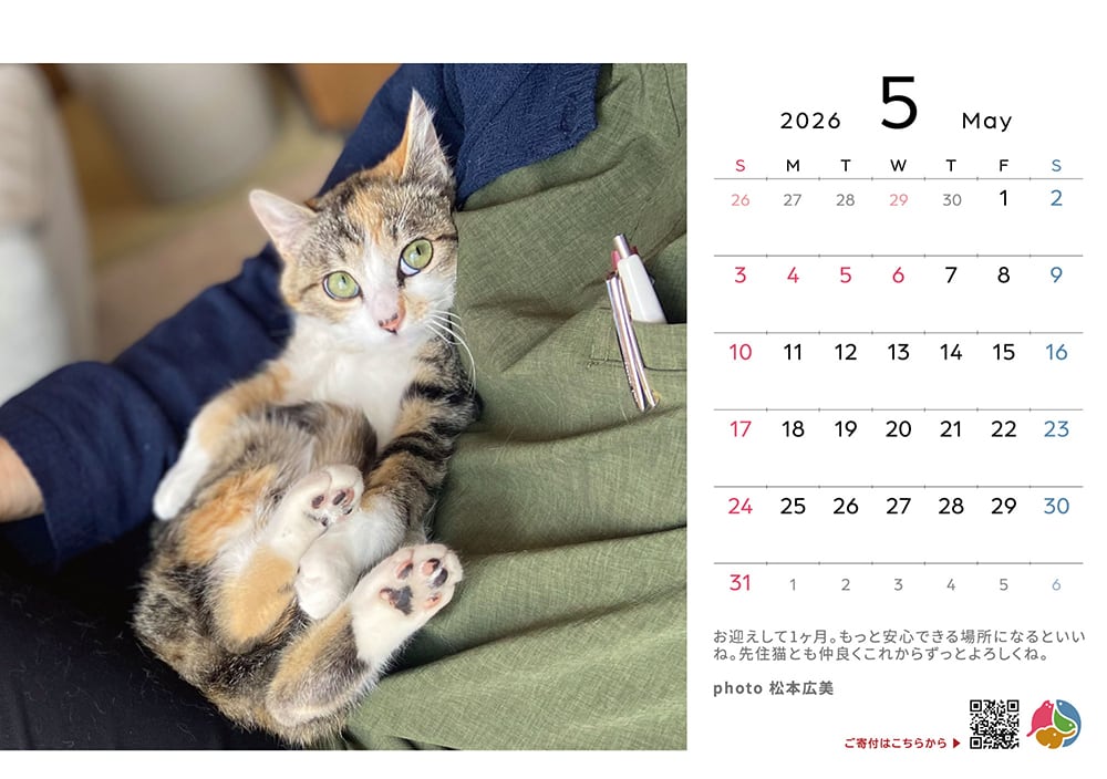 こねこ卓上カレンダー2026 | 公益財団法人どうぶつ基金