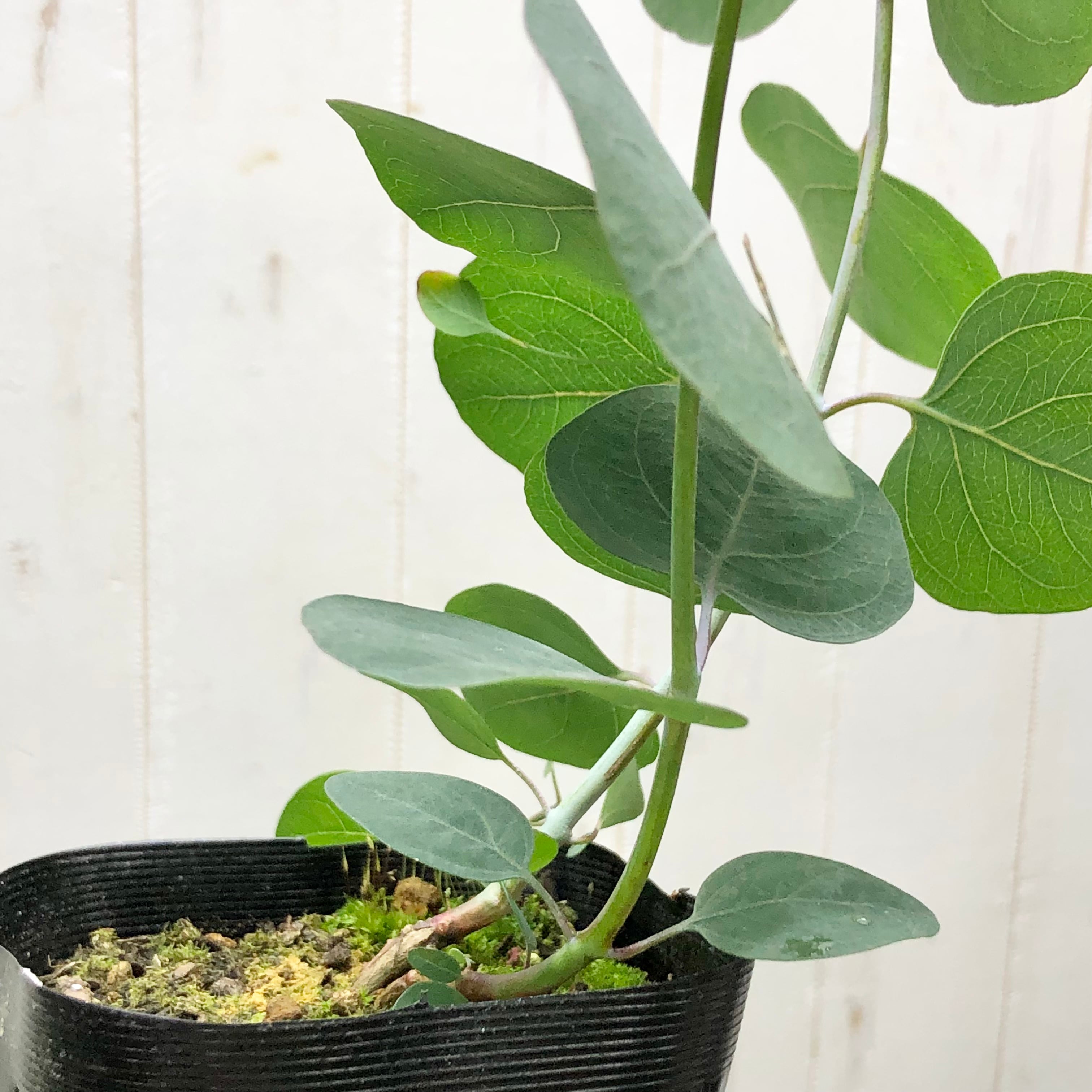 ⑤アカシア【ブルーブッシュ】ウエブステリアナセット ブルーブッシュ