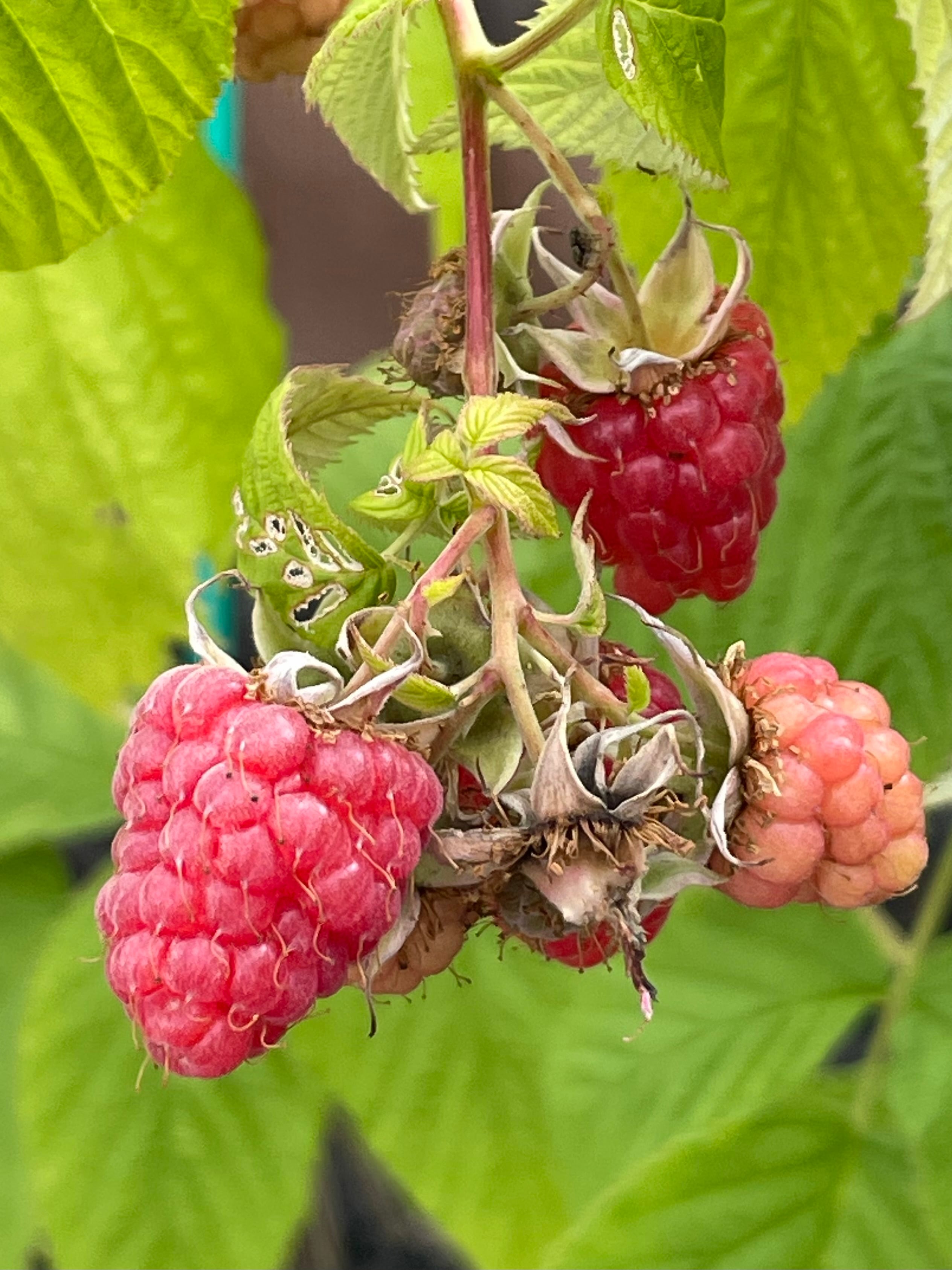 Tulameen（トゥラミーン）---販売準備中--- | おおだてラズベリーファーム