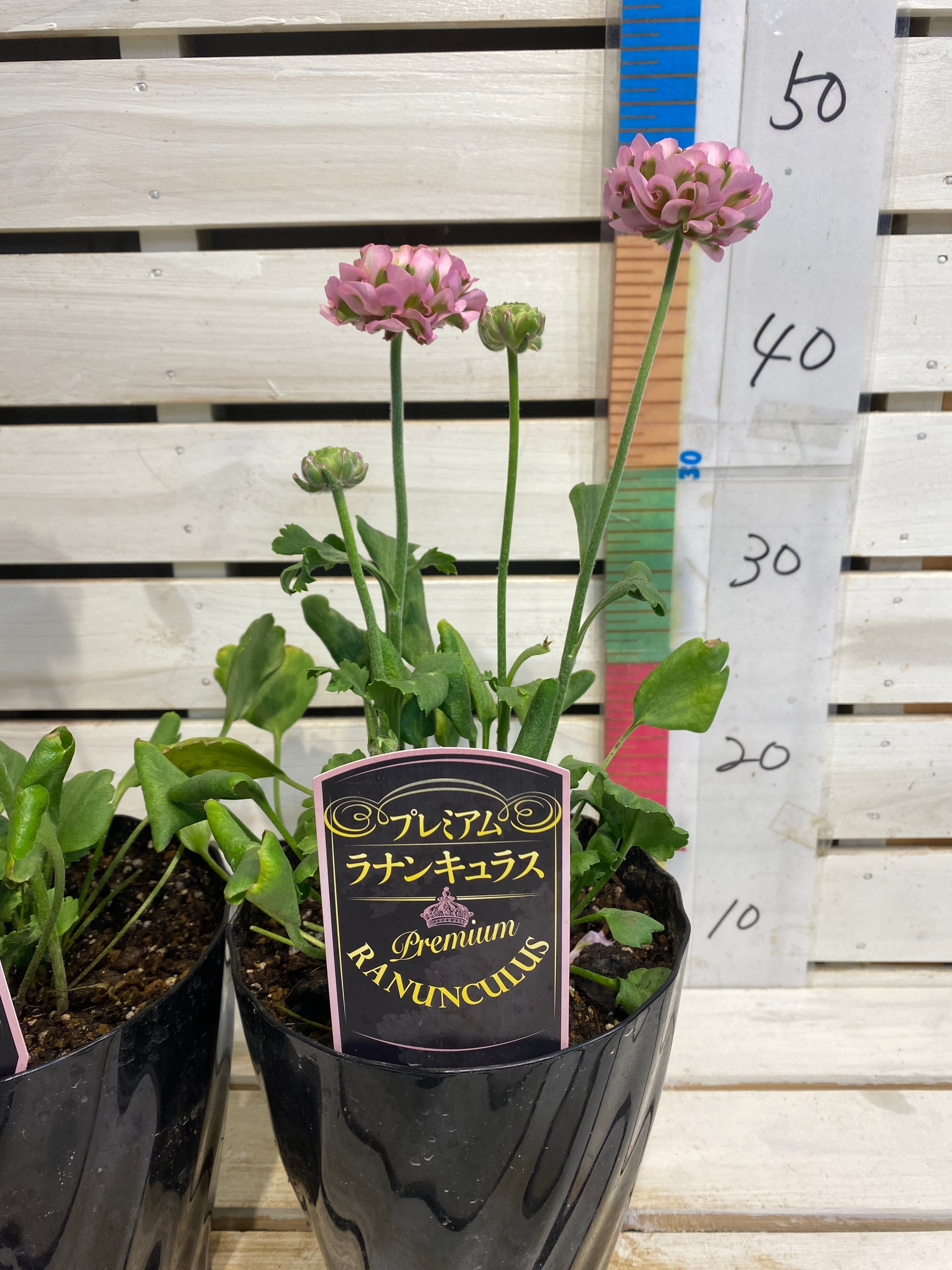 ◎ ※ラナンキュラス ポンポン ハーマイオニー 5寸鉢【現物撮影2024