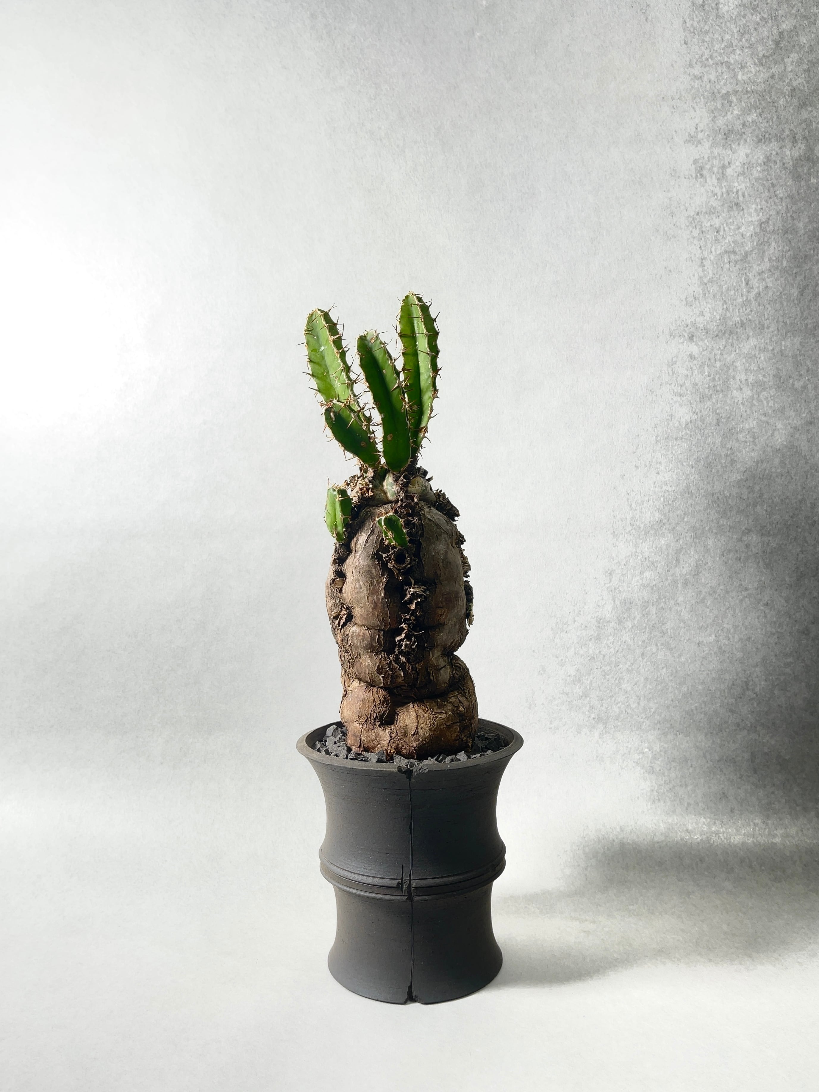 ユーフォルビア・ムランジーナ | trigger