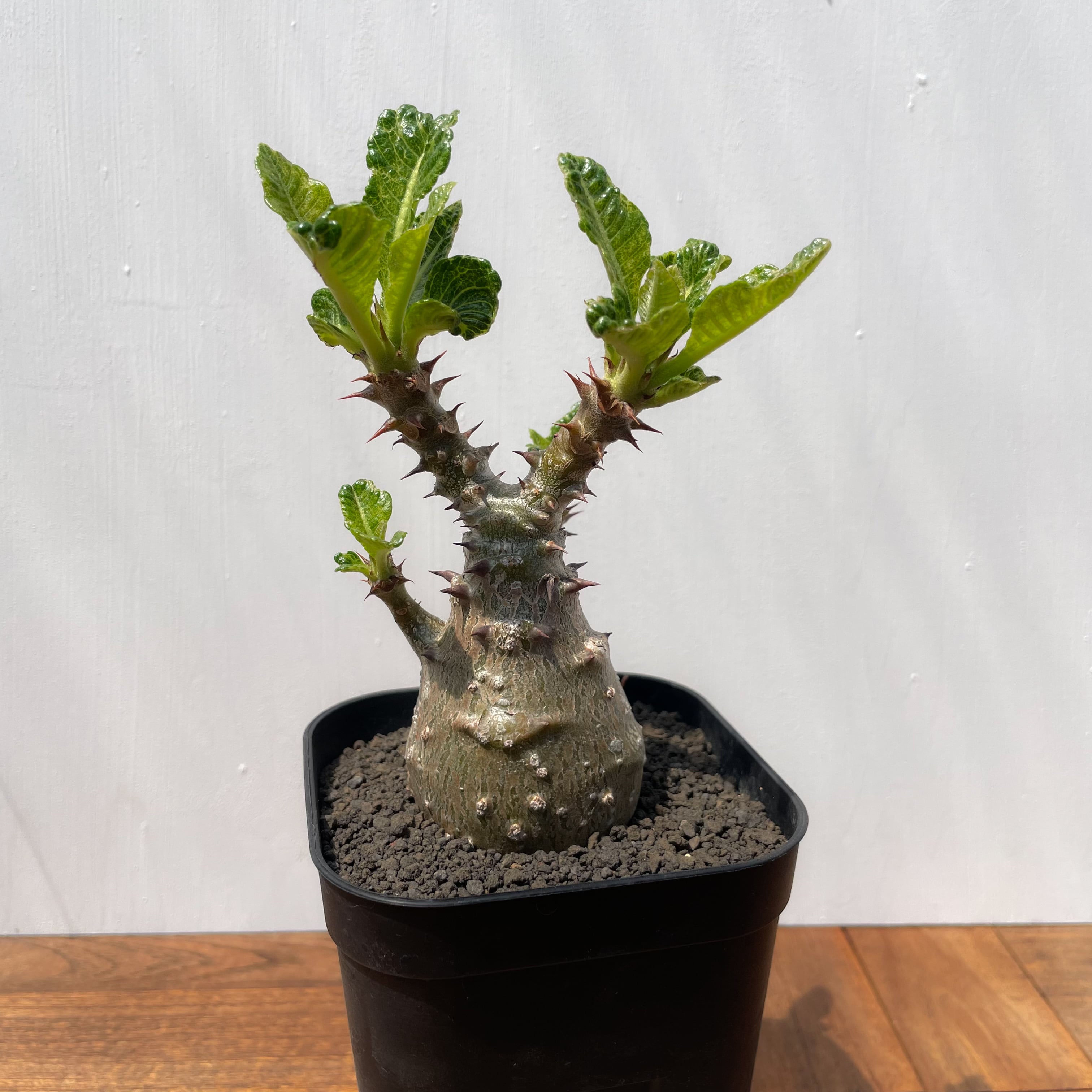 Pachypodium windsorii【パキポディウム・ウィンゾリー】 | RIMO'S