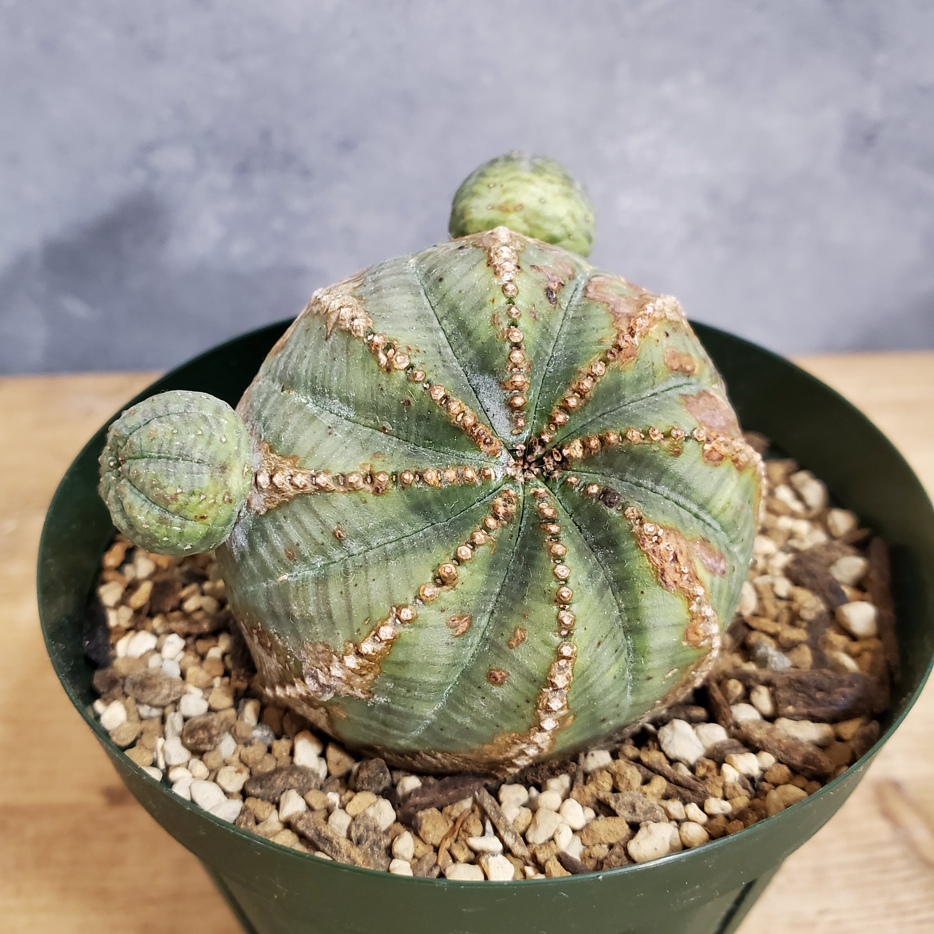 仔吹きタイプ】Euphorbia Obesa ユーフォルビア オベサ 木質化