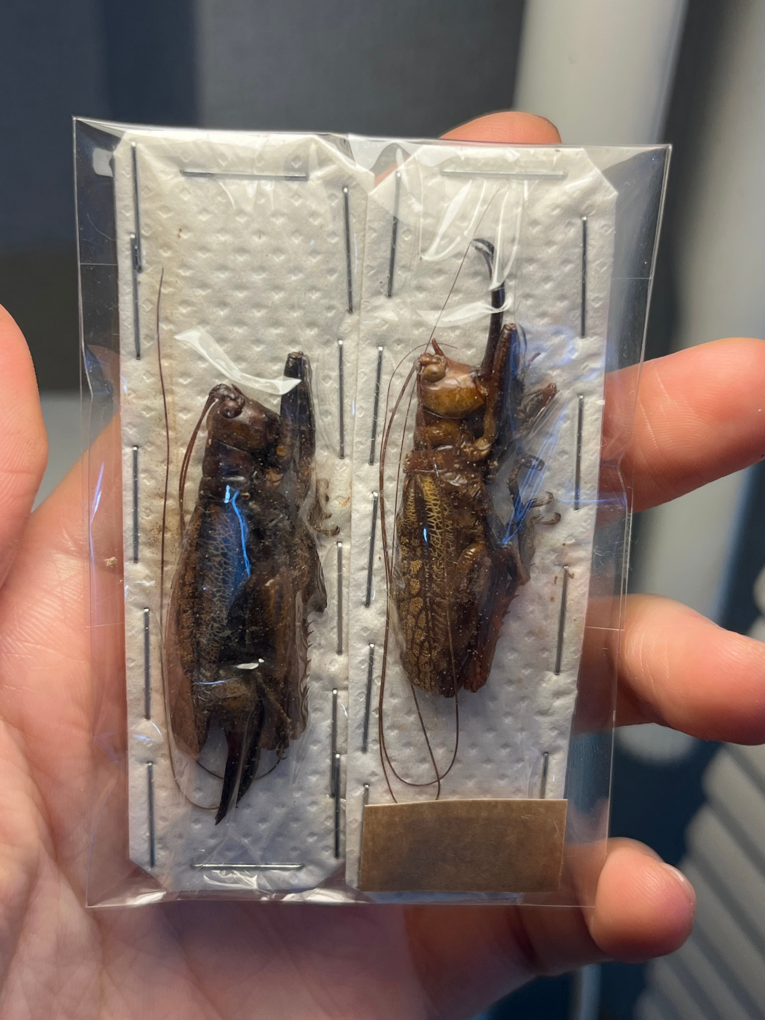 未展足】アーマードクリケット 武装コオロギ ドラゴンヘッドコオロギ