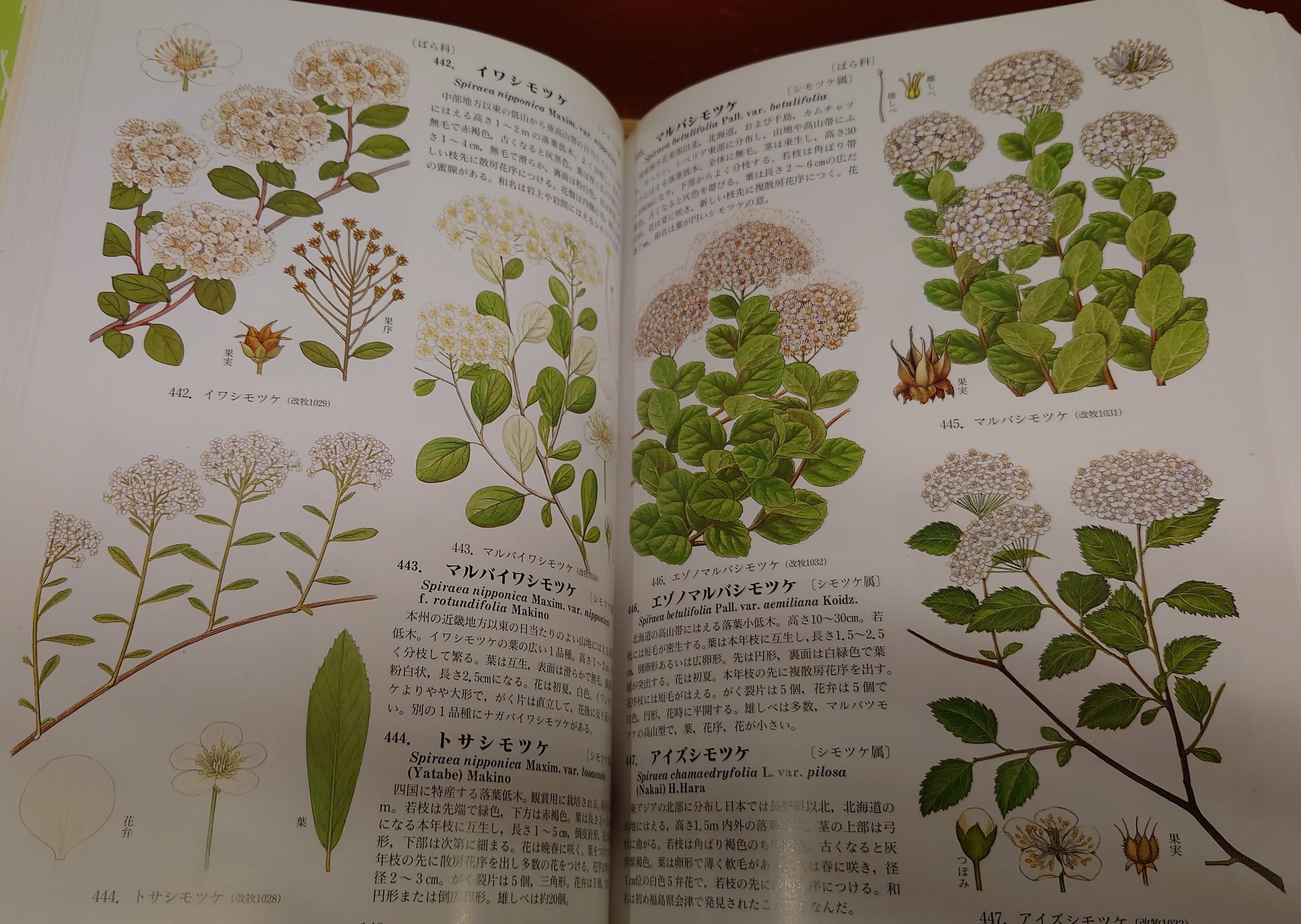 原色牧野植物大図鑑（離弁花・単子葉植物編）改訂版原色牧野植物大図鑑