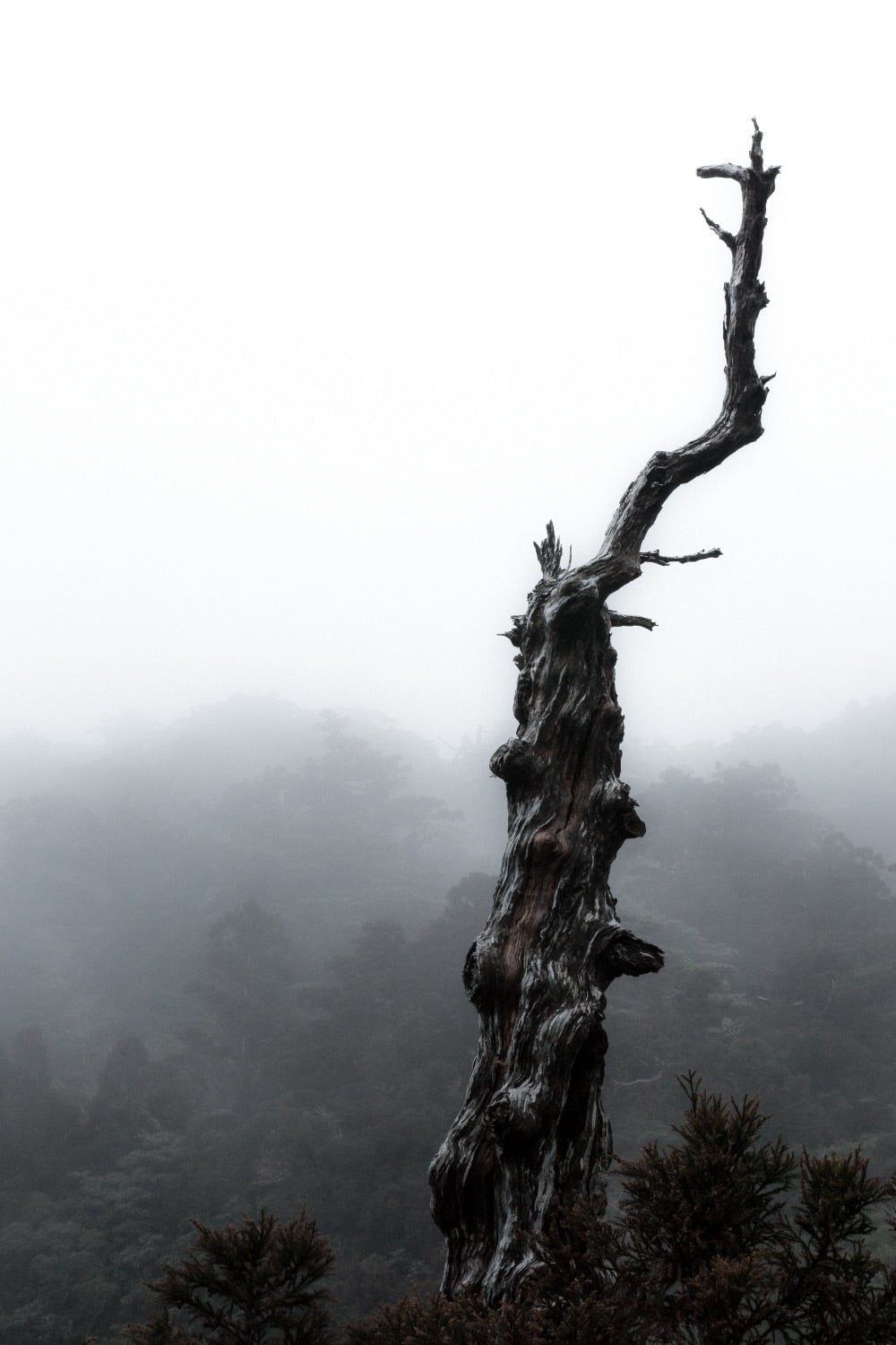 送料無料] 屋久島ポストカード8枚セット | Kilty BOOKS / SAUNTER Magazine