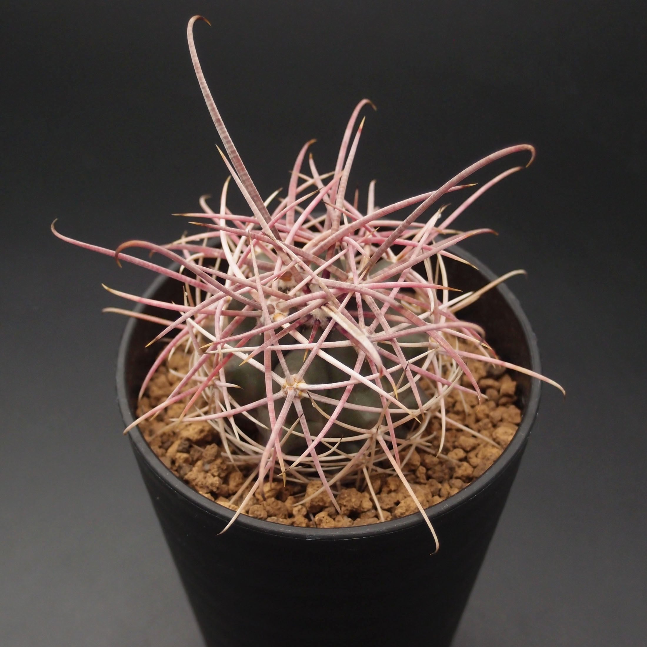 白鳥丸(はくちょうまる)：フェロカクタス属 (B01) ※実生 | 万緑 BAN RYOKU