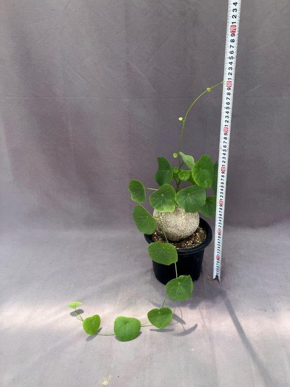 ステファニア・スベローサ【現品販売】 | 日本ライン花木センター