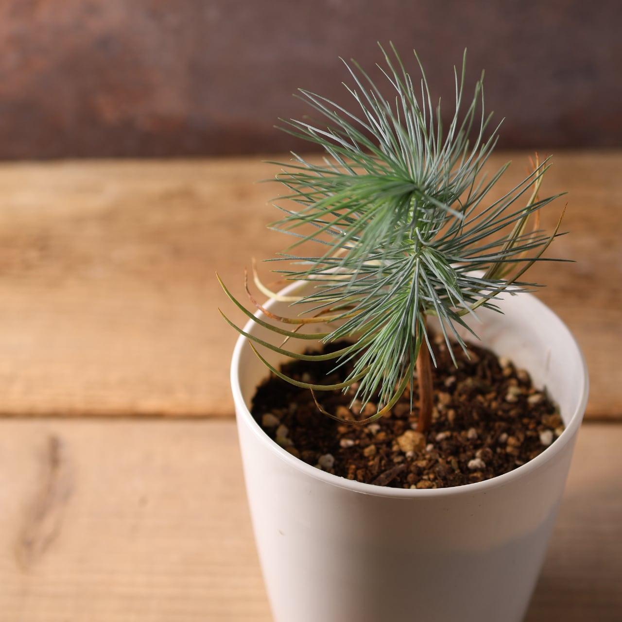 希少・現品】マルチネス・ピニョン松 5号 ワイルド樹形 希少・現品