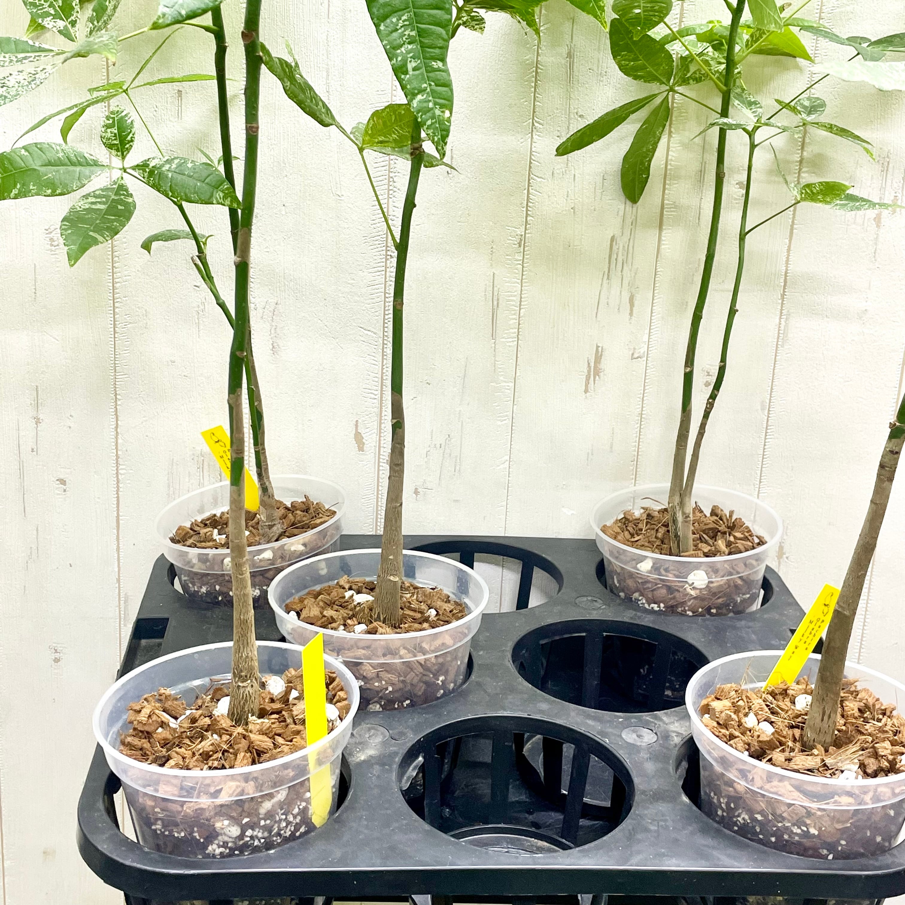 希少 実生 国内発芽育成株 パキラ ミルキーウェイ 5号 | PLANTS SHOP OLIVE