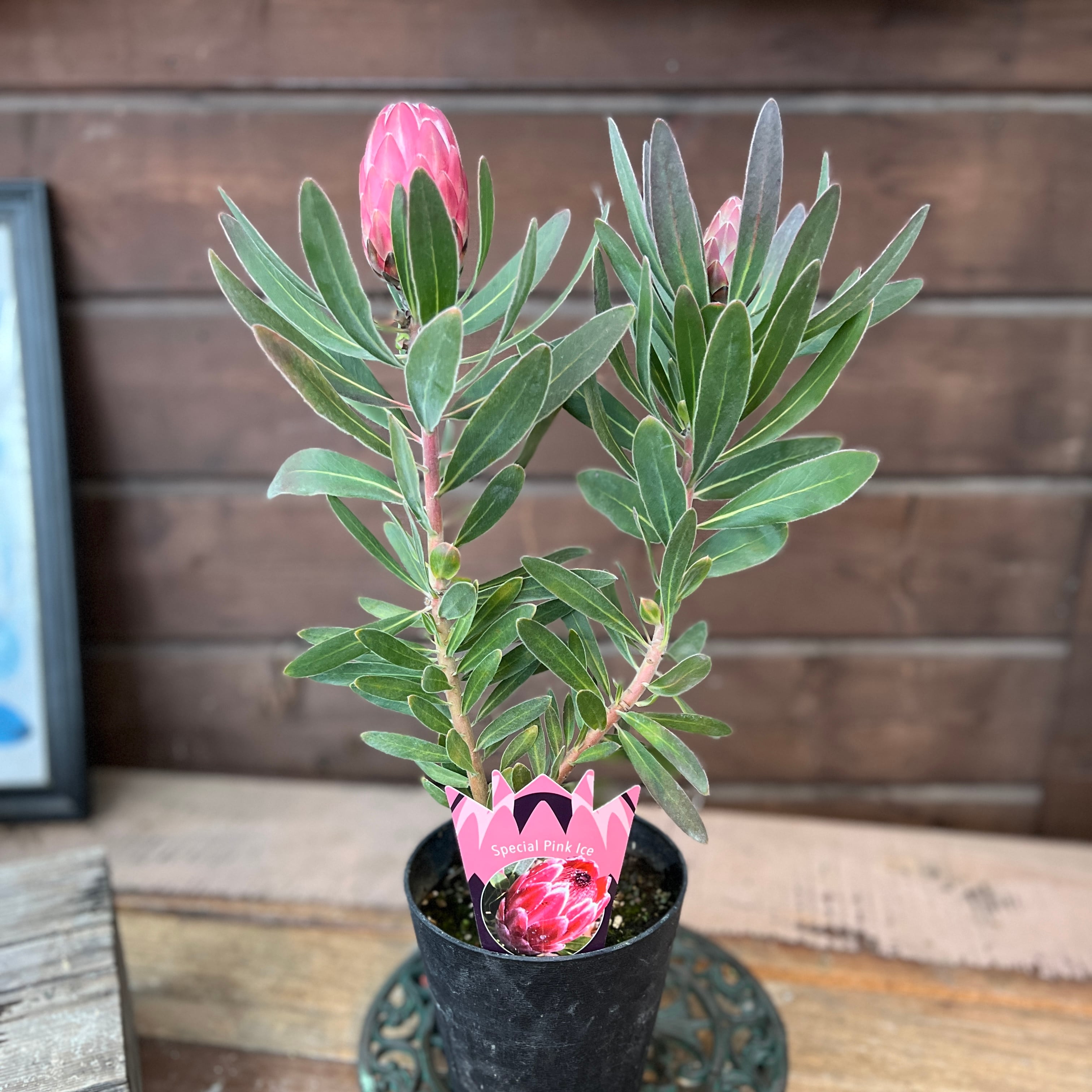 プロテア スペシャルピンクアイス | 沼ノ上農園