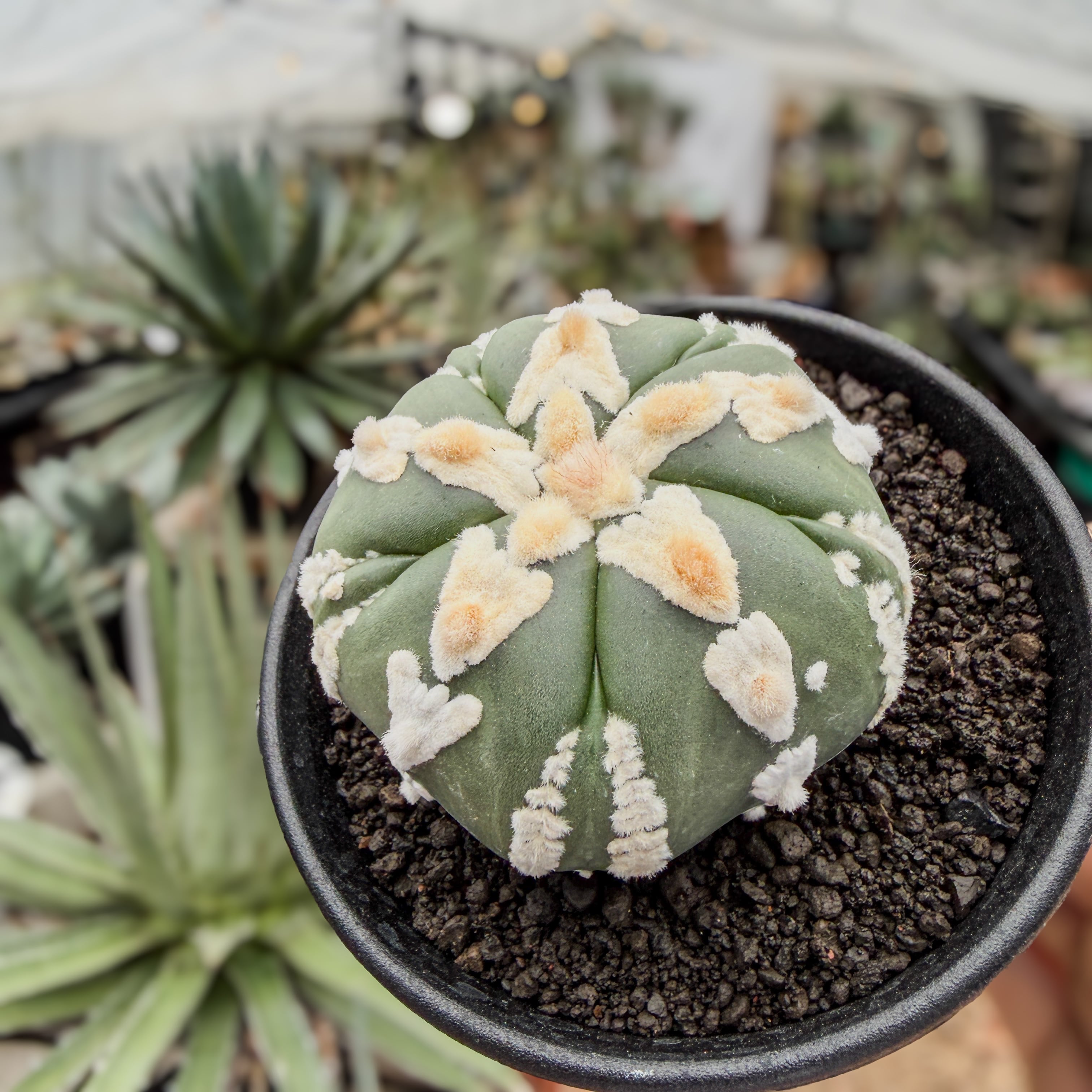 Astrophytum asterias arrow【アストロフィツム・五稜V字スーパー兜