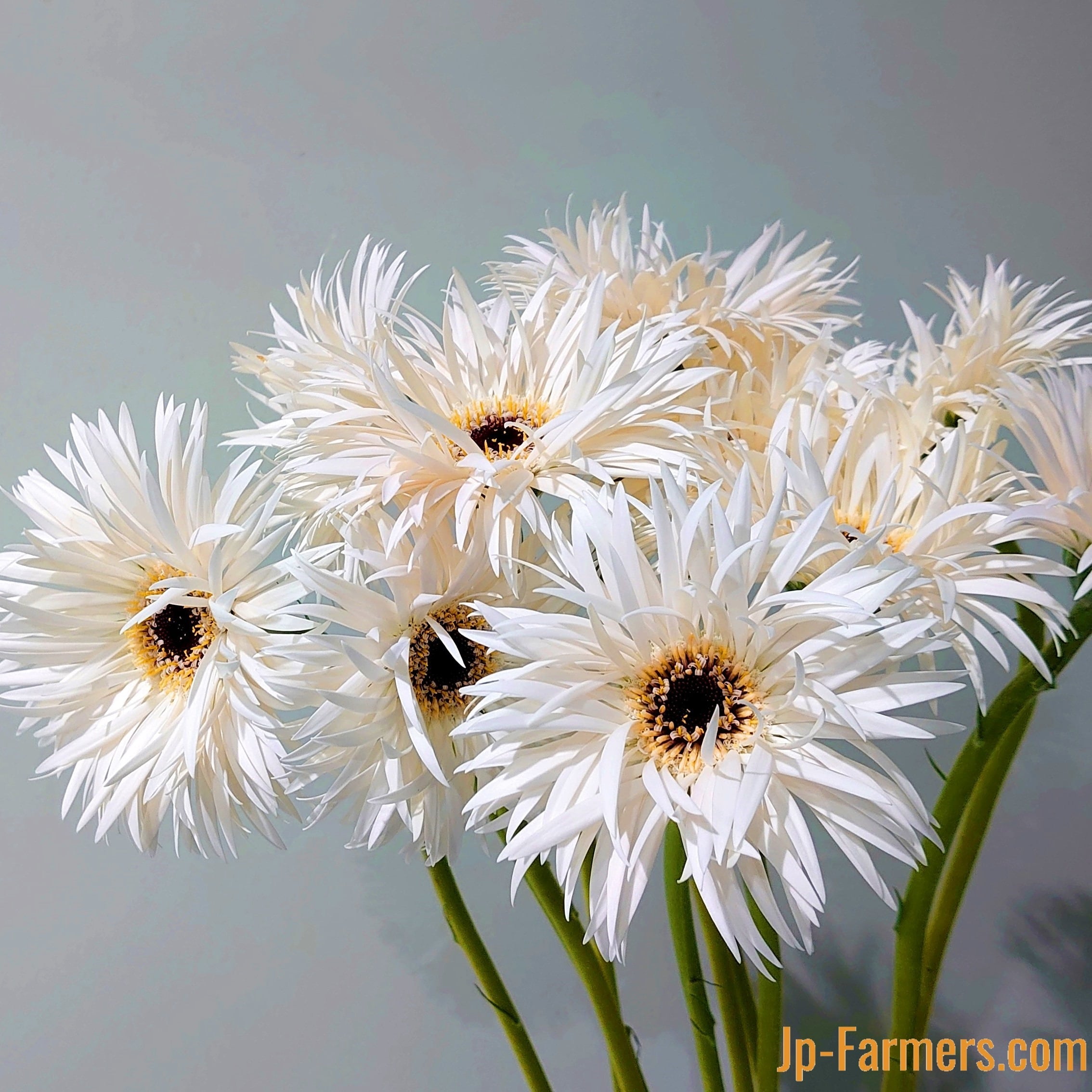 エレガントな大輪ガーベラ 西浦さんの”ガーデンゴースト”10本 | 新鮮