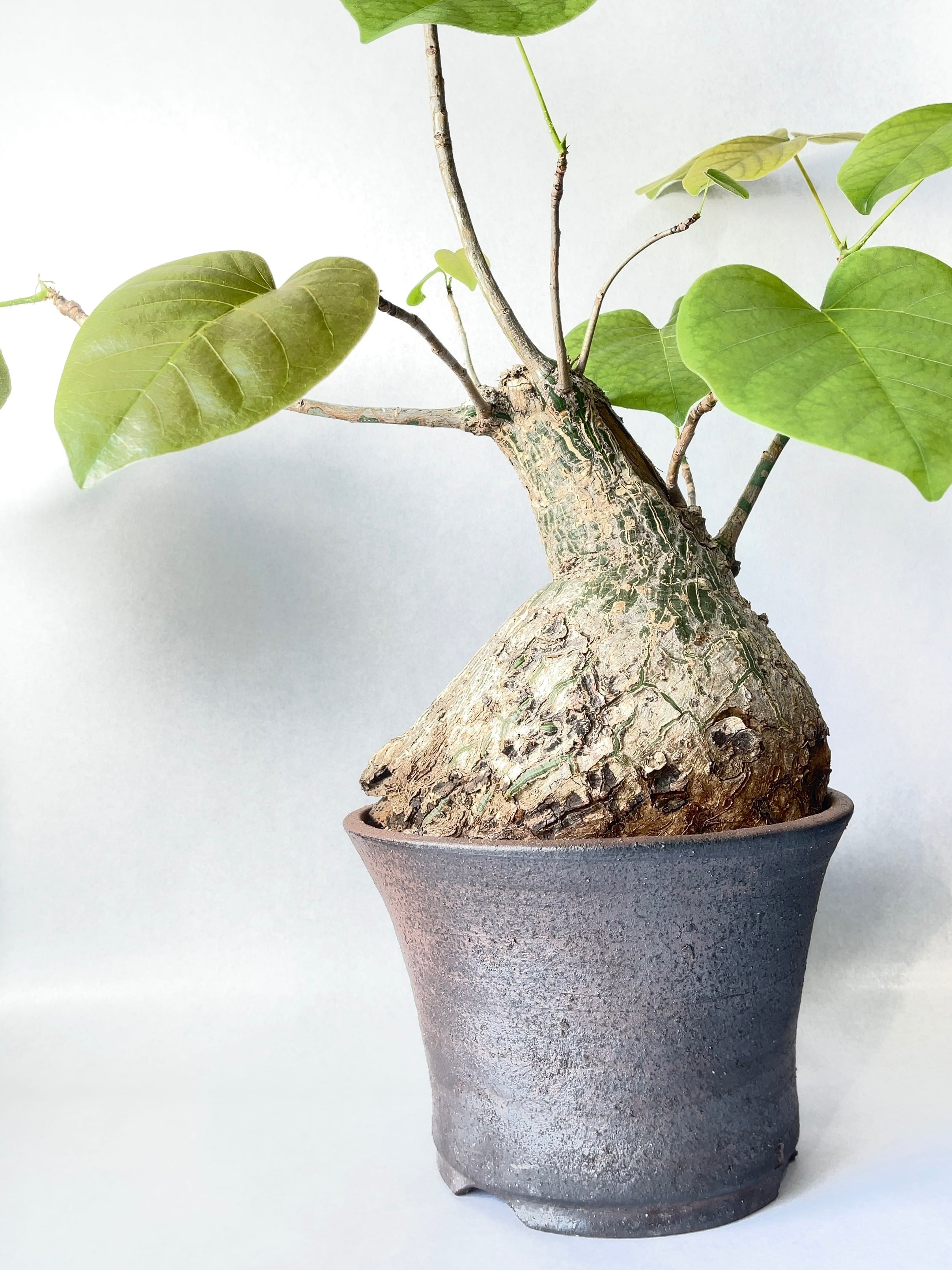 プセウドボンバックス・エリプティクム | trigger