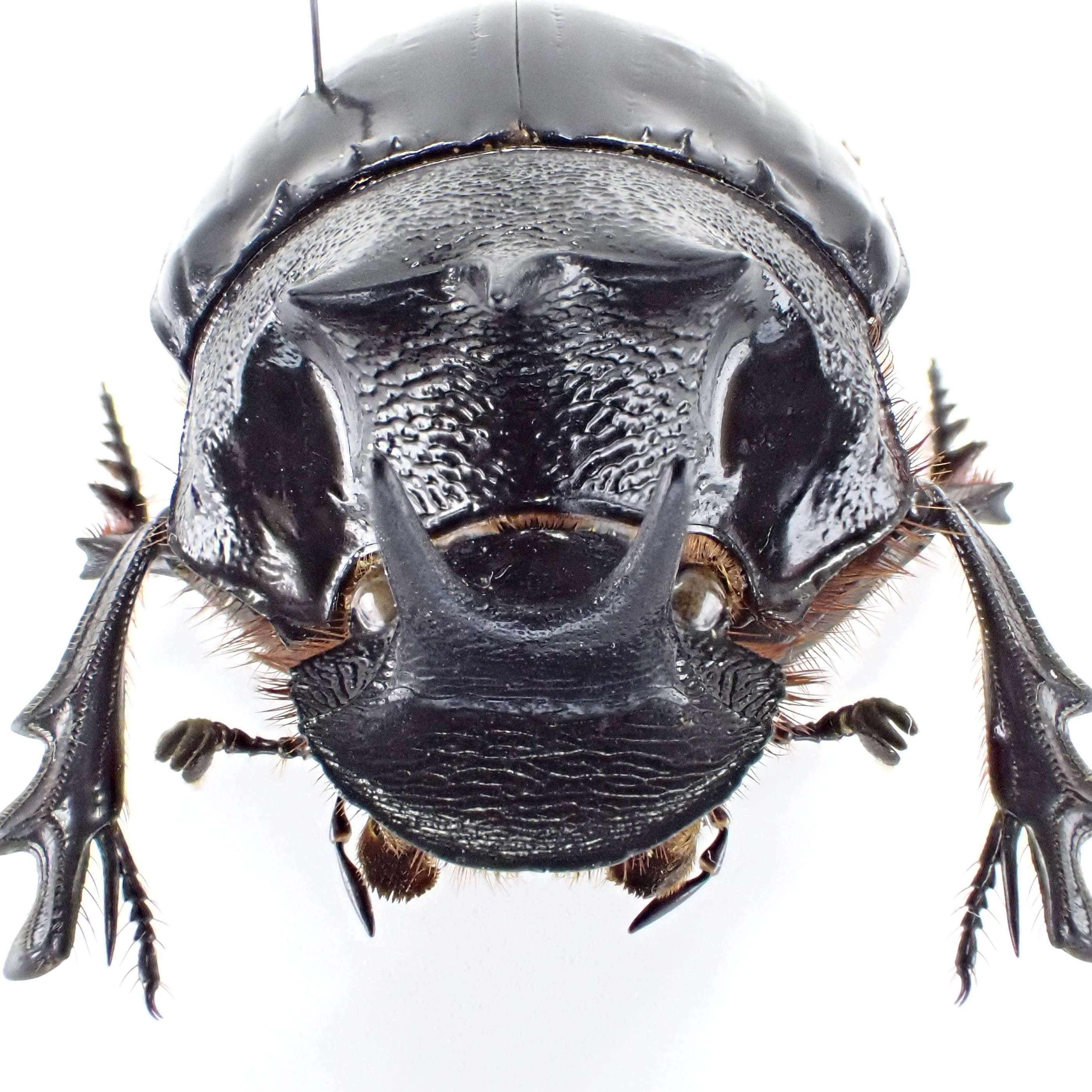 タンザニア産 Heliocopris erycoides ♂♀ 36mm/34mm | 昆虫標本