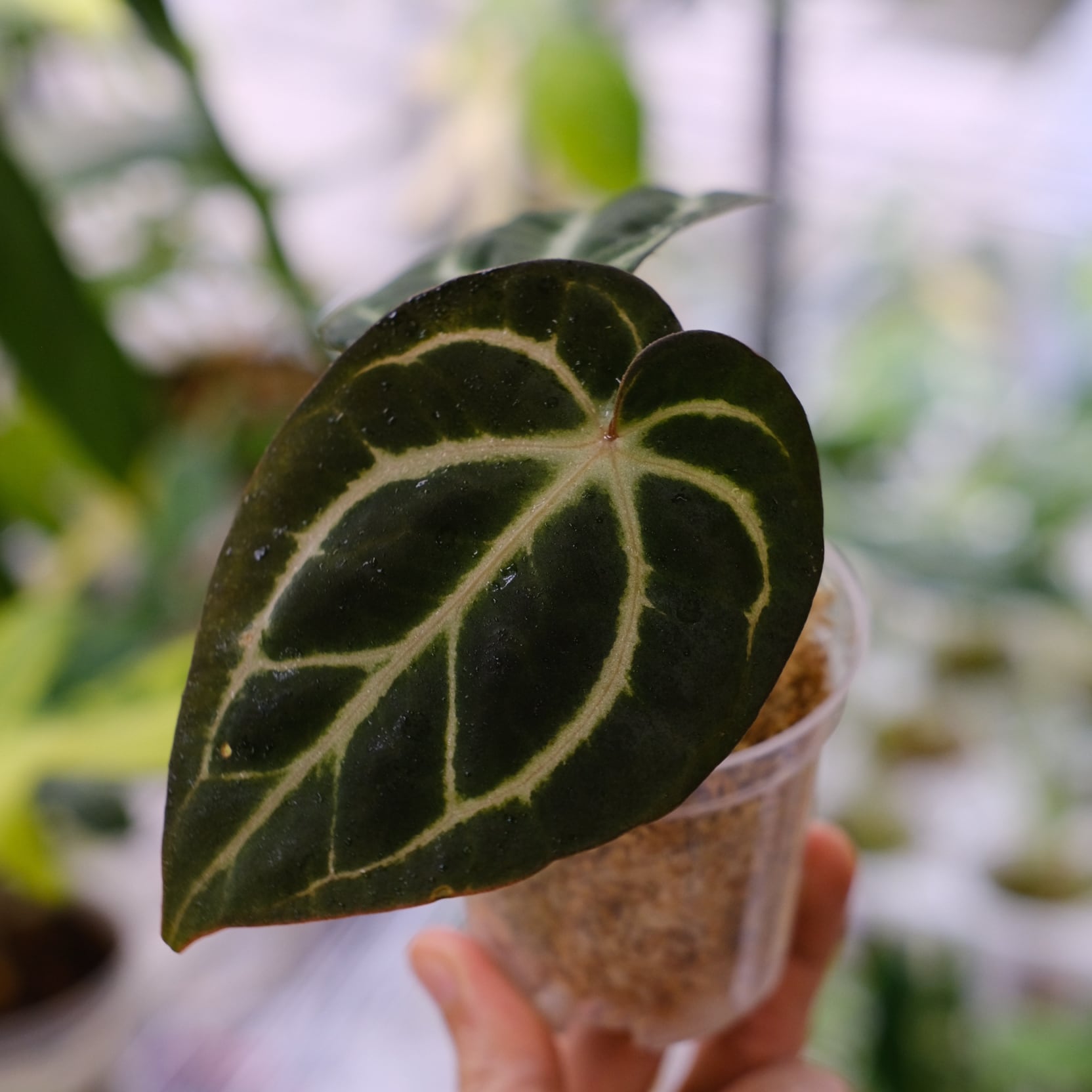 Anthurium carlablackiae / アンスリウム カーラブラッキアエ