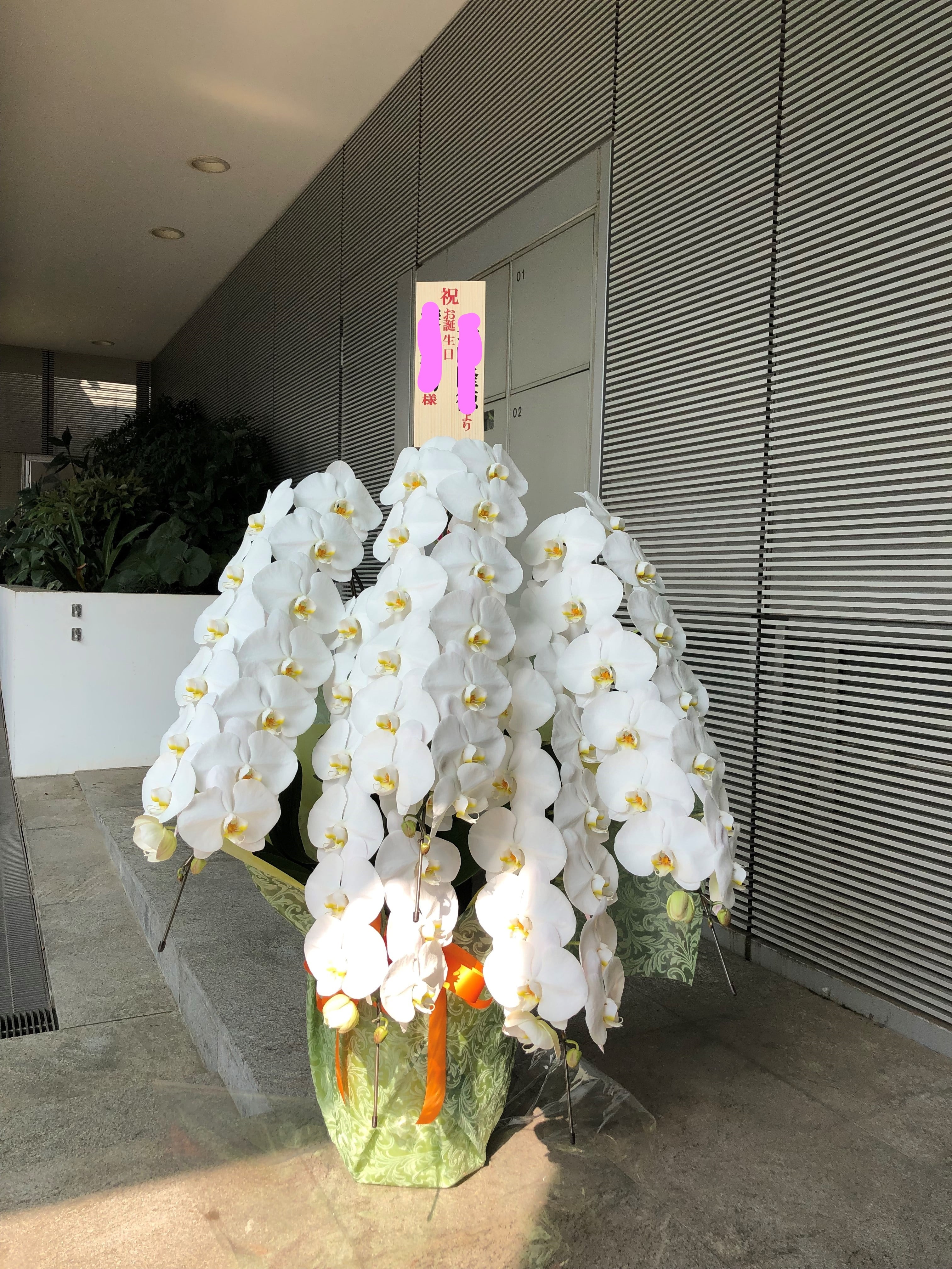 白胡蝶蘭5本立ち | 花空間なでしこ