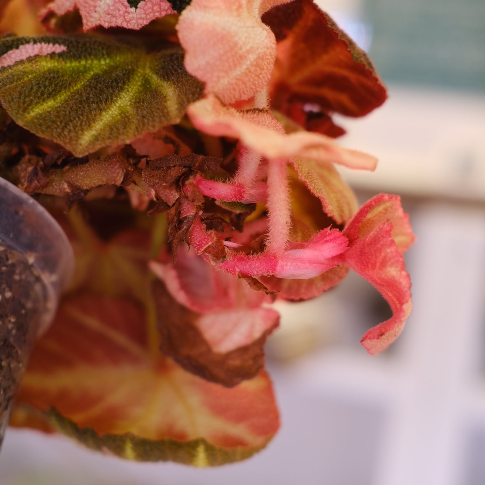 Begonia soli mutata Variegated│ベゴニア ソリムタータ バリエガータ