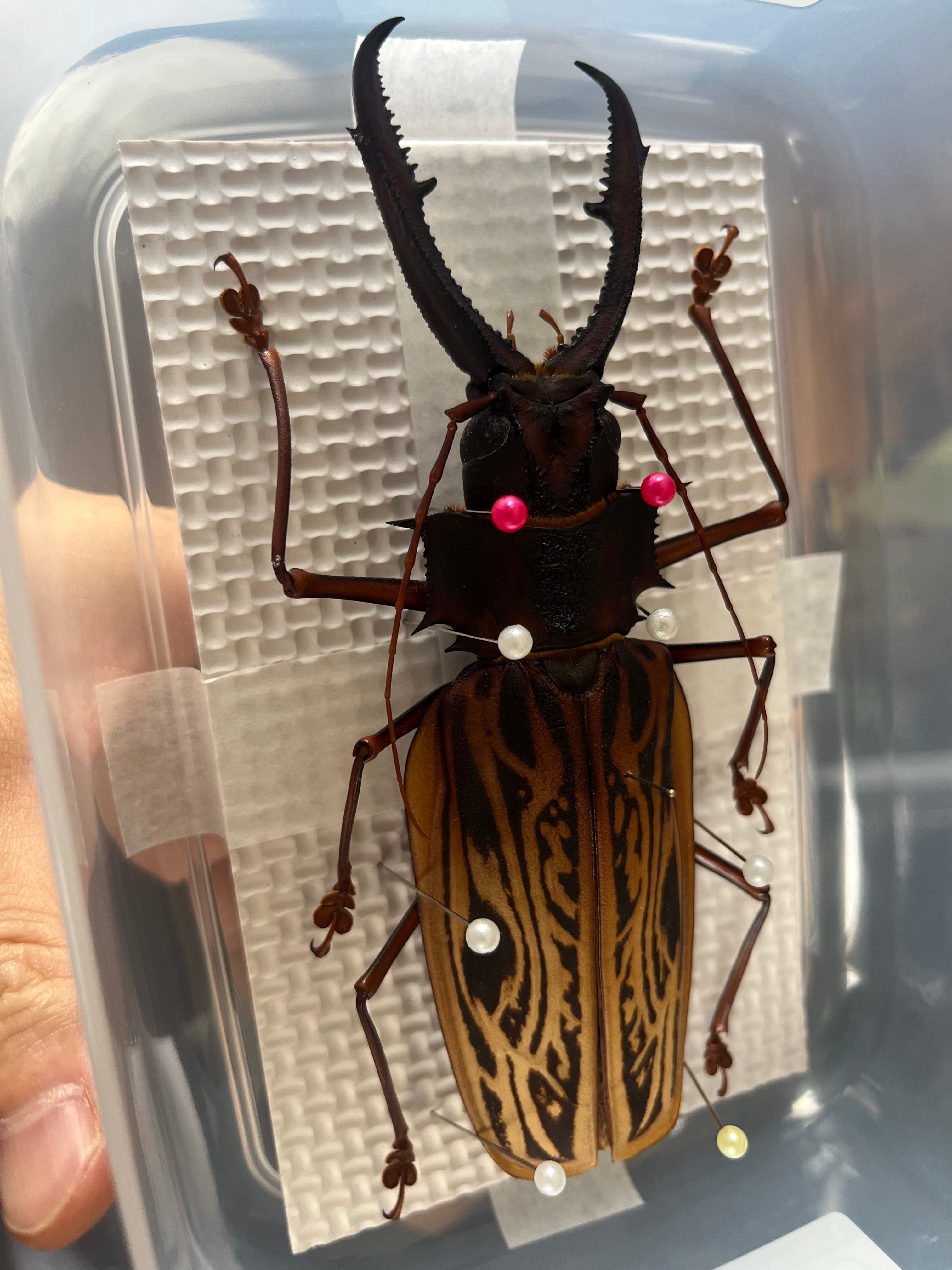 150mmup】オオキバウスバカミキリ標本 Macrodontia cervicornis