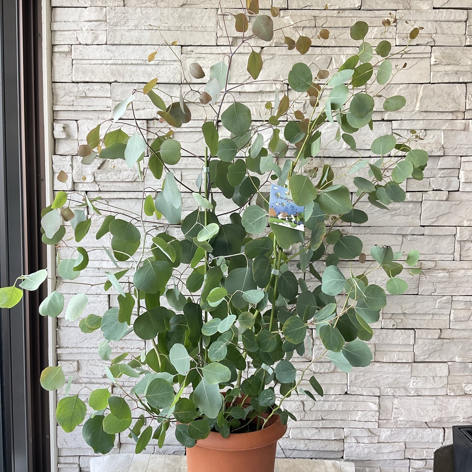 送料無料】ユーカリ ポポラス 8寸鉢 | 橋本種苗園