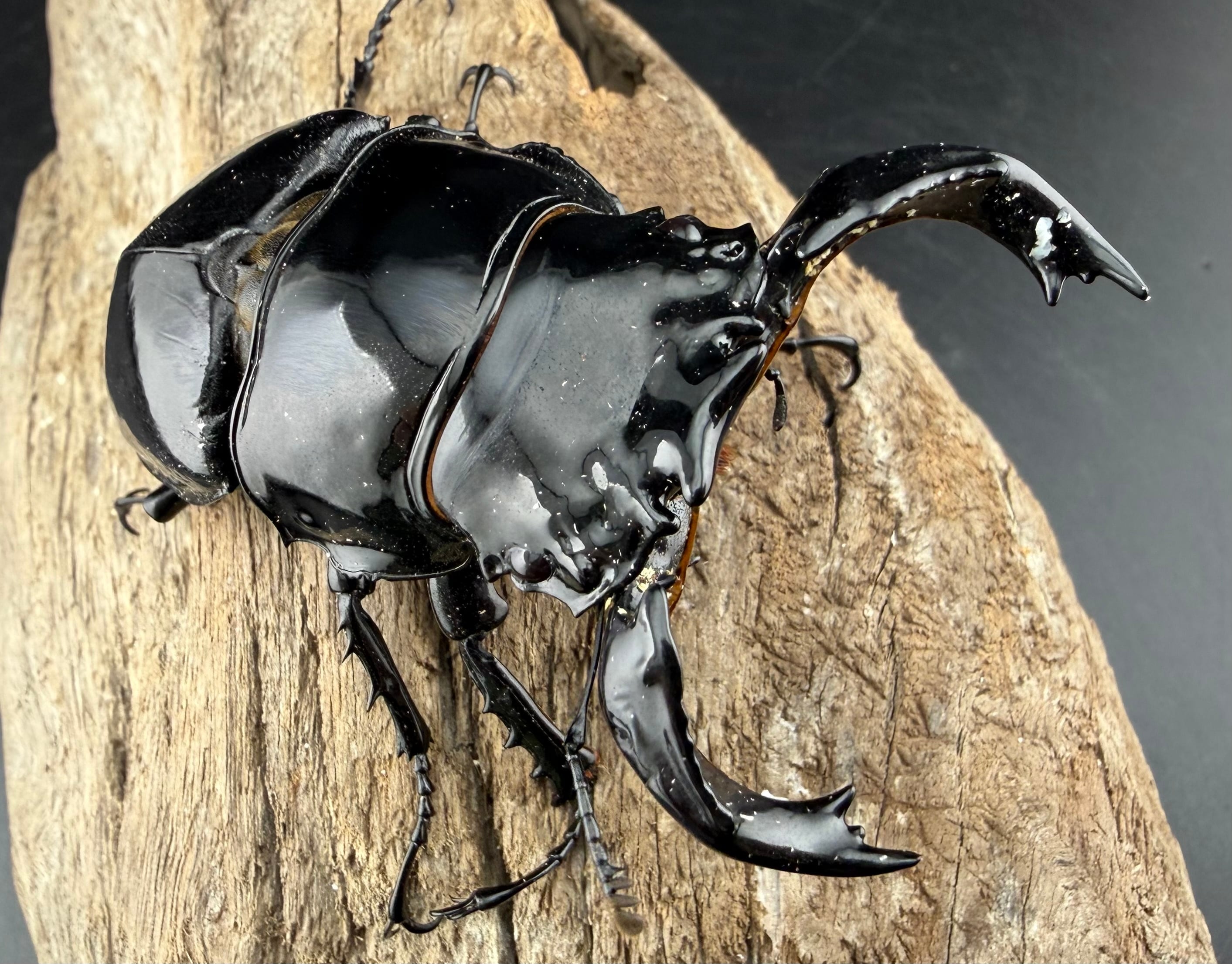 タランドゥスオオツヤクワガタ 86mm ペア》 | KPW公式オンラインショップ