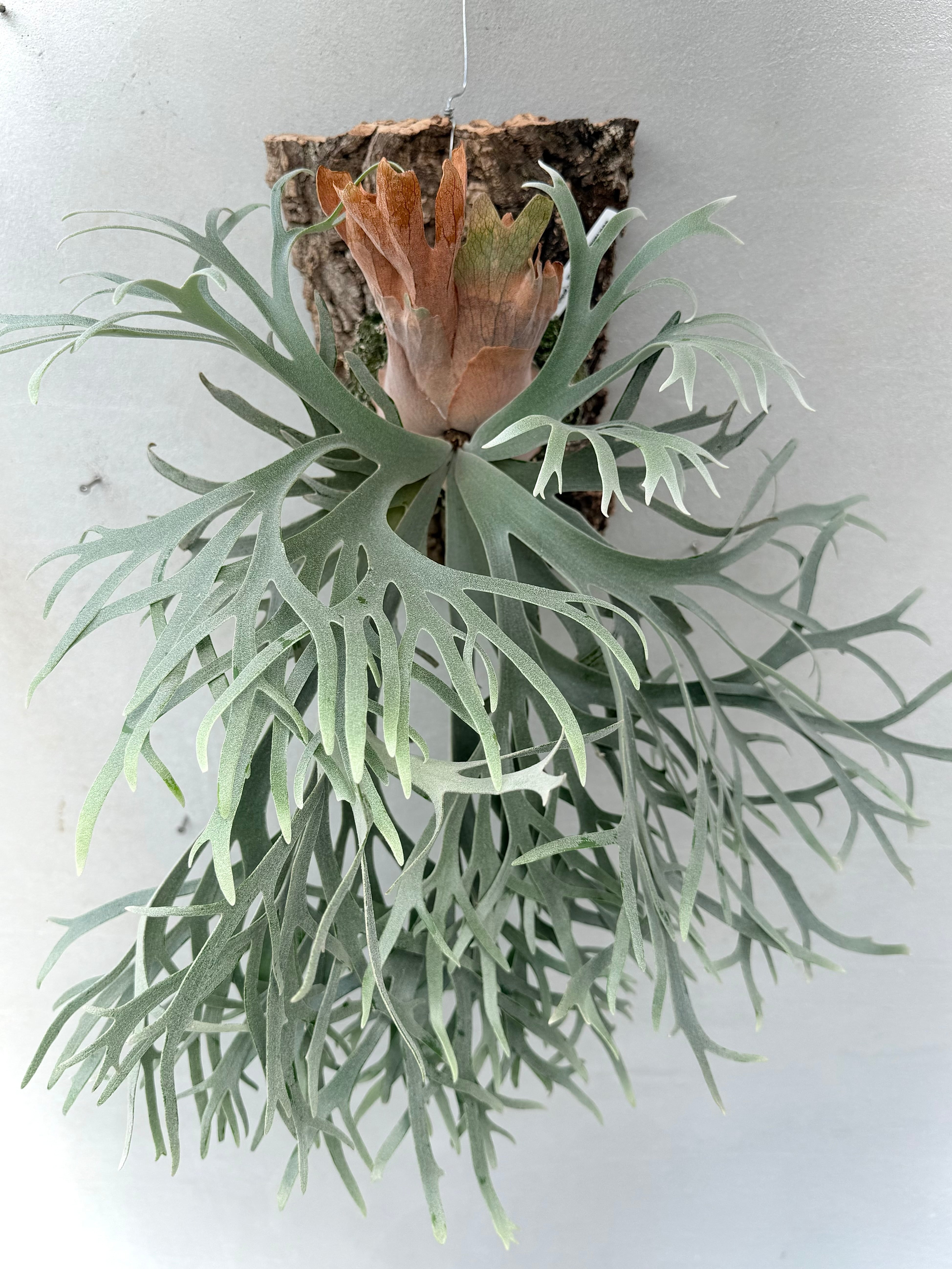 P. 'Celso' × 'Yellow Moon Dwarf' sporing ビカクシダ セルソ