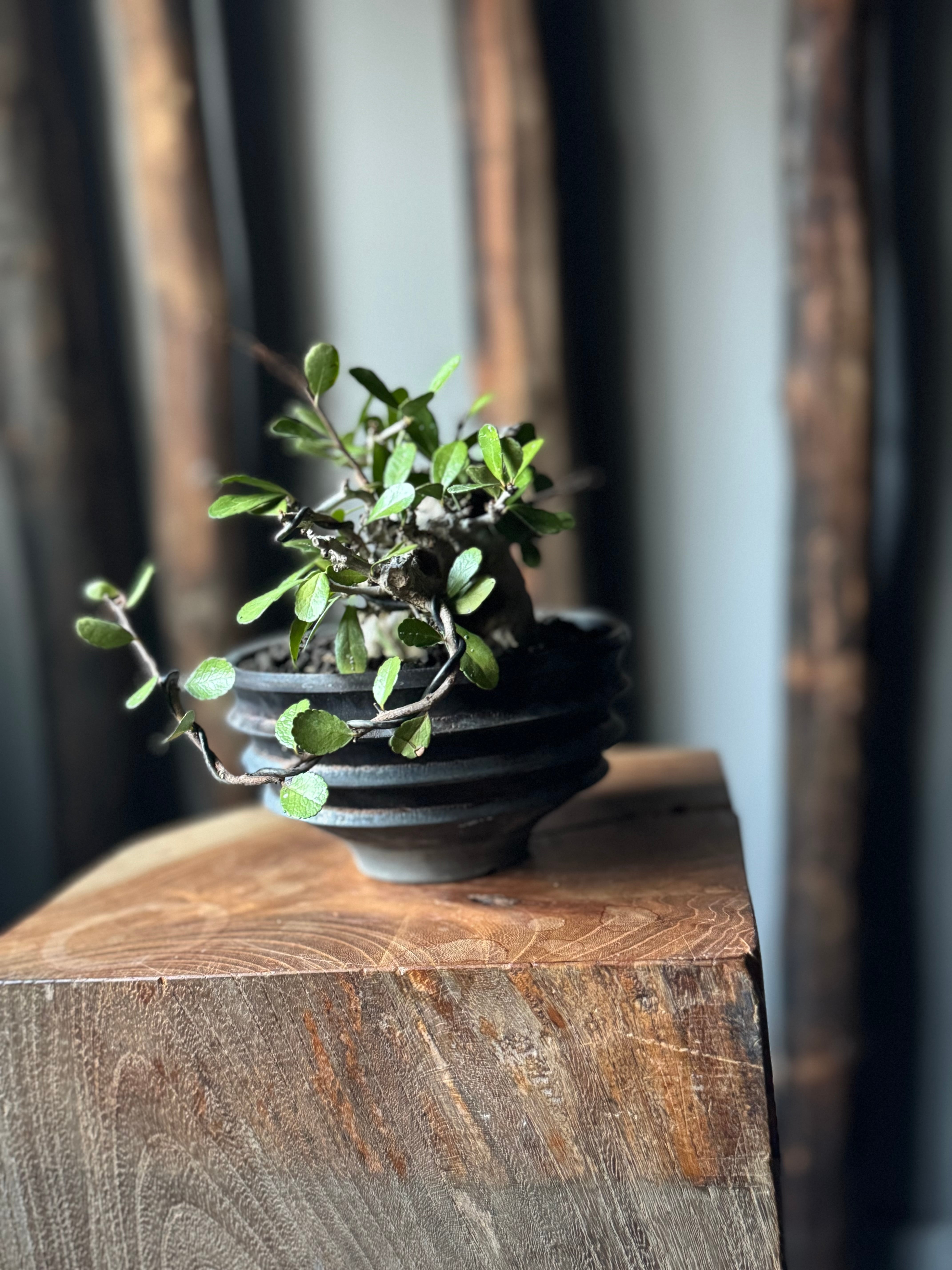 閑野 淳 (deracinefactory) | 青坊主-aobouzu-