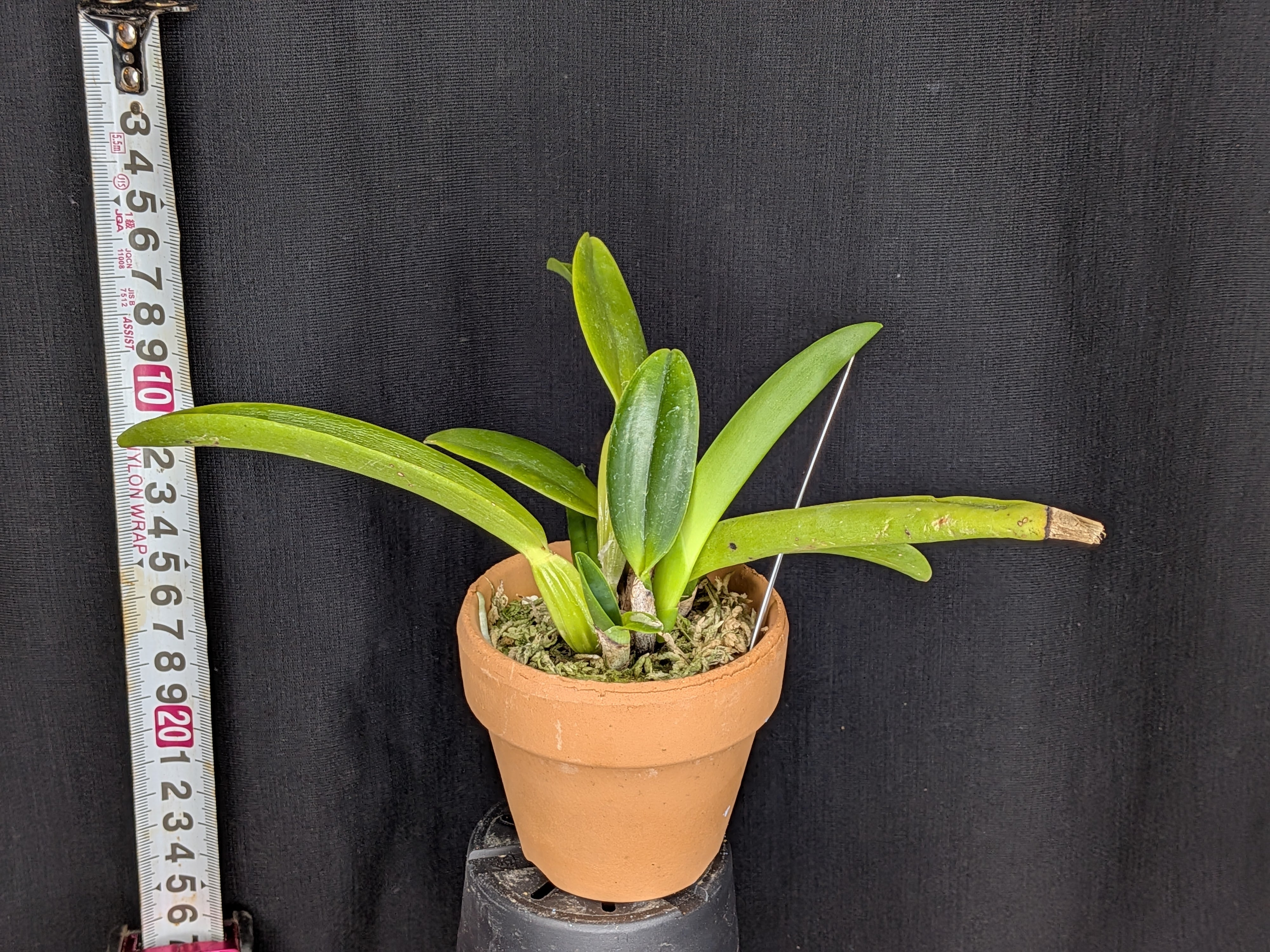 カトレア原種 | ワカヤマオーキッド